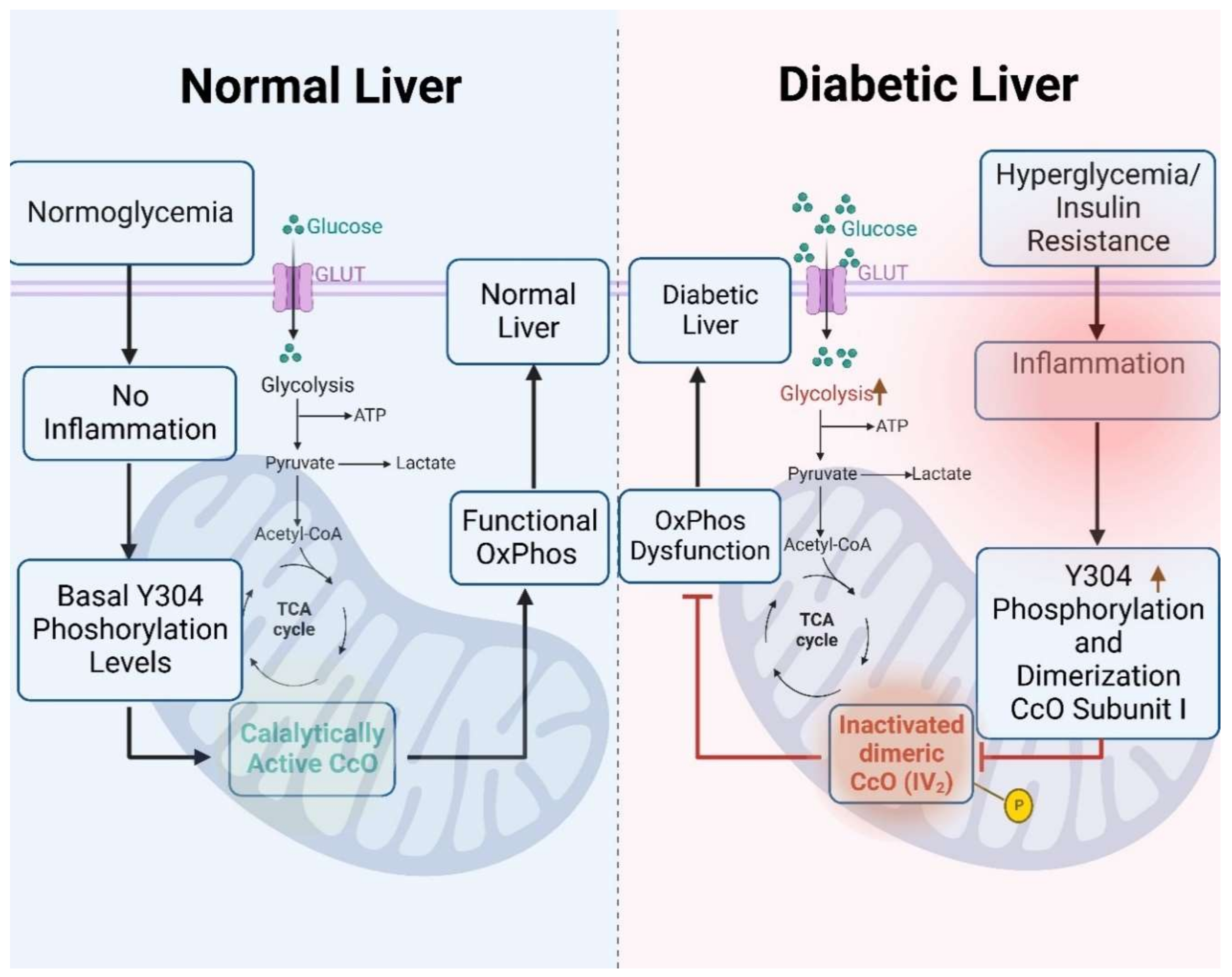 Antioxidants 13 00019 g007