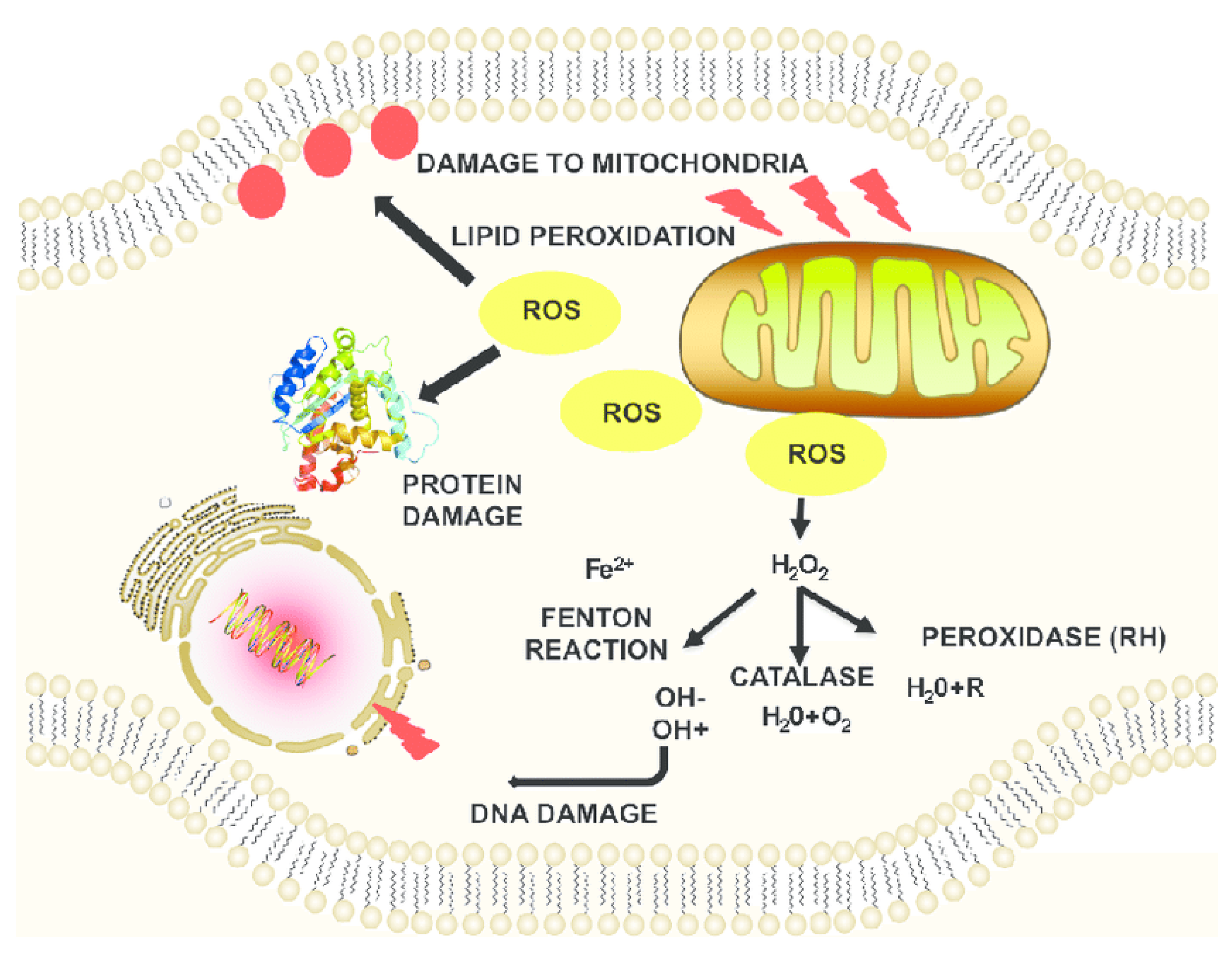 Antioxidants 13 00021 g002