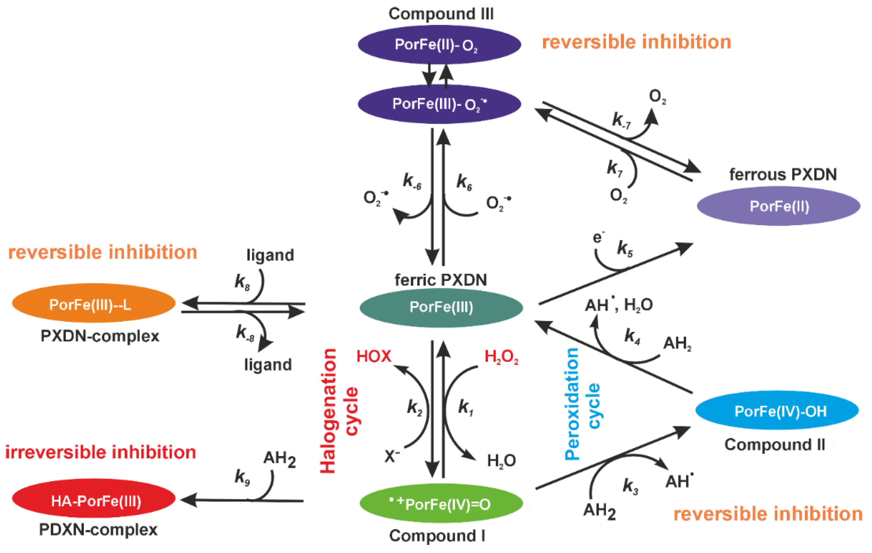 Antioxidants 13 00023 g001