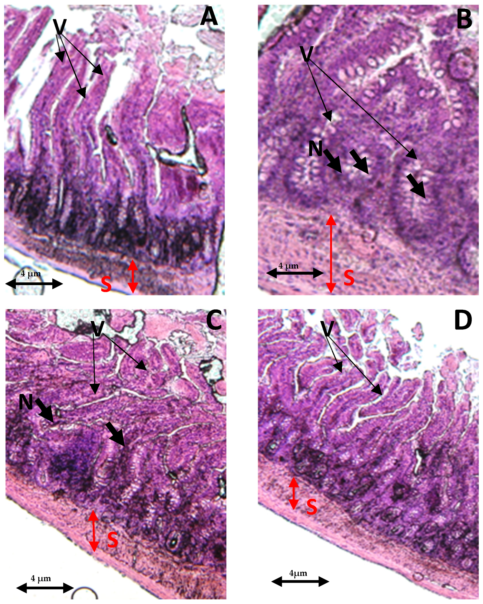 Antioxidants 13 00026 g007