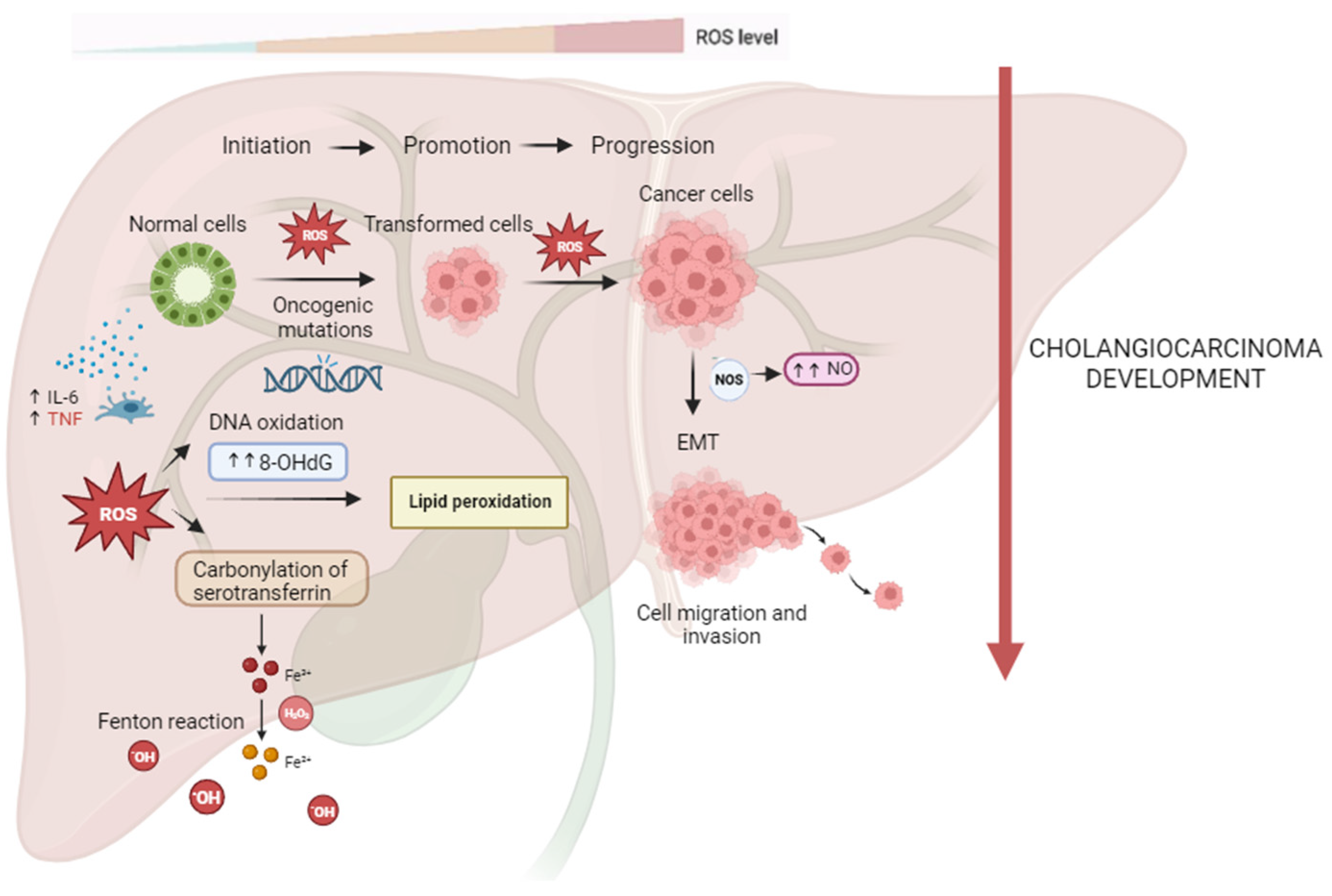 Antioxidants 13 00028 g001