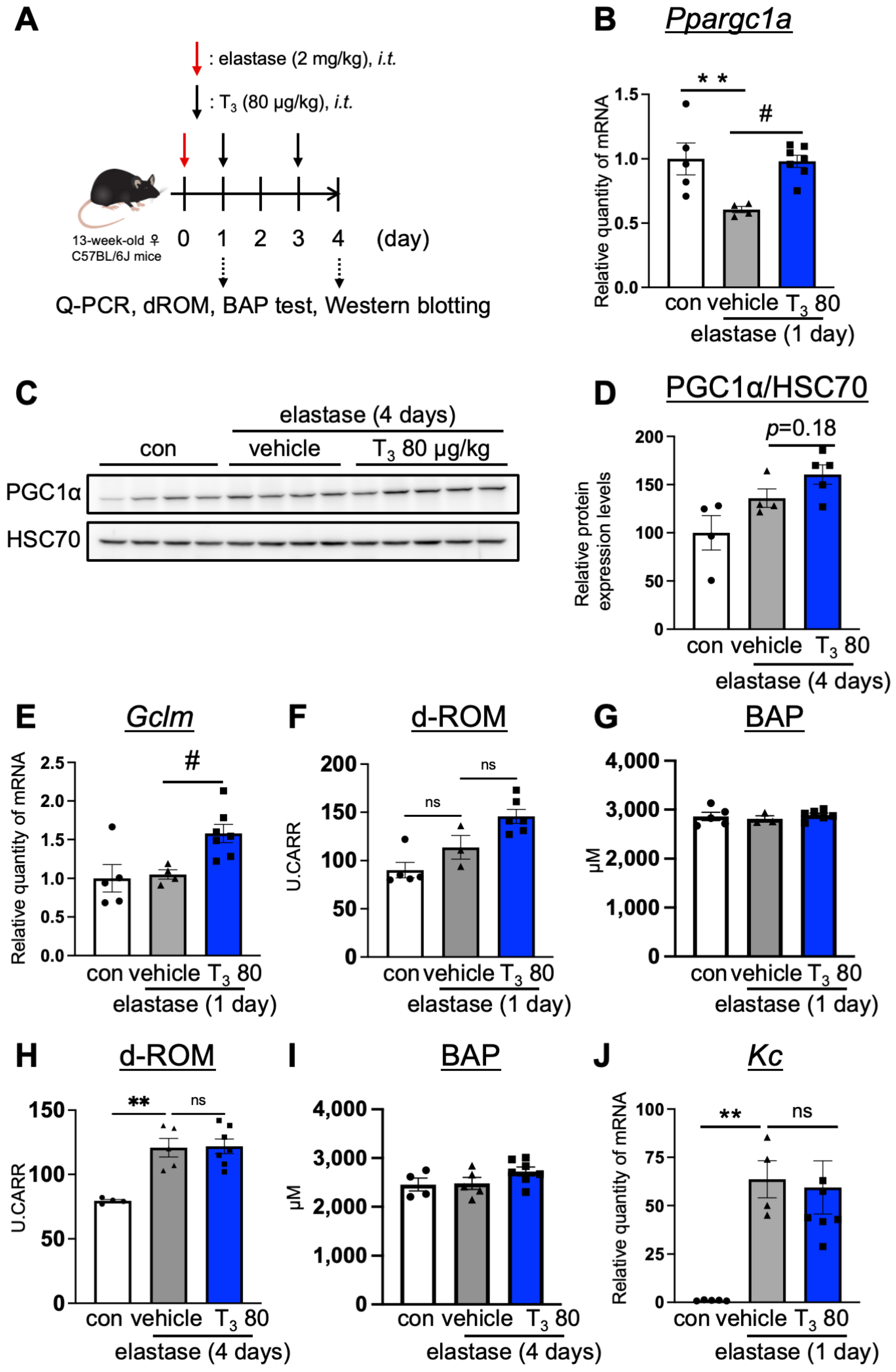 Antioxidants 13 00030 g002