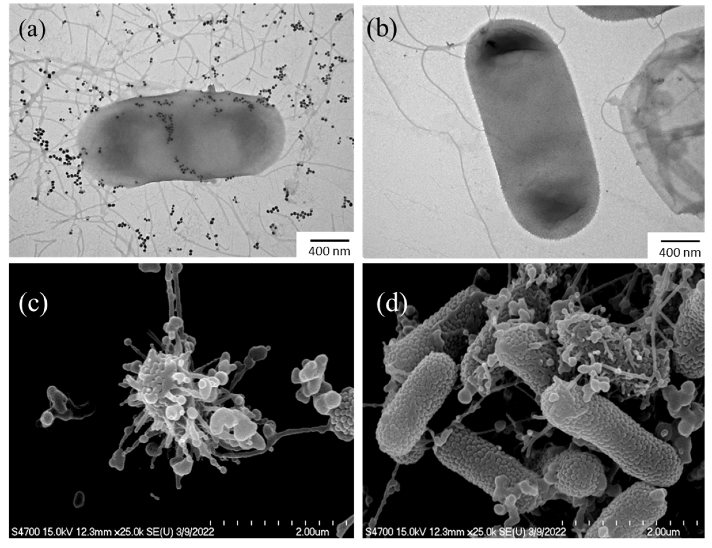 Antioxidants 13 00032 g005