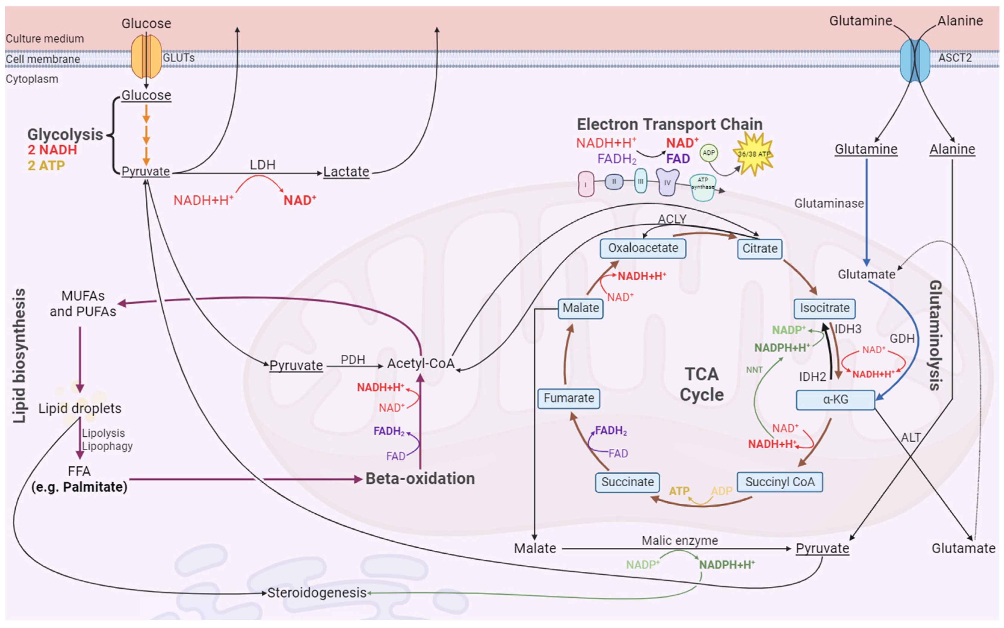 Antioxidants 13 00040 g009