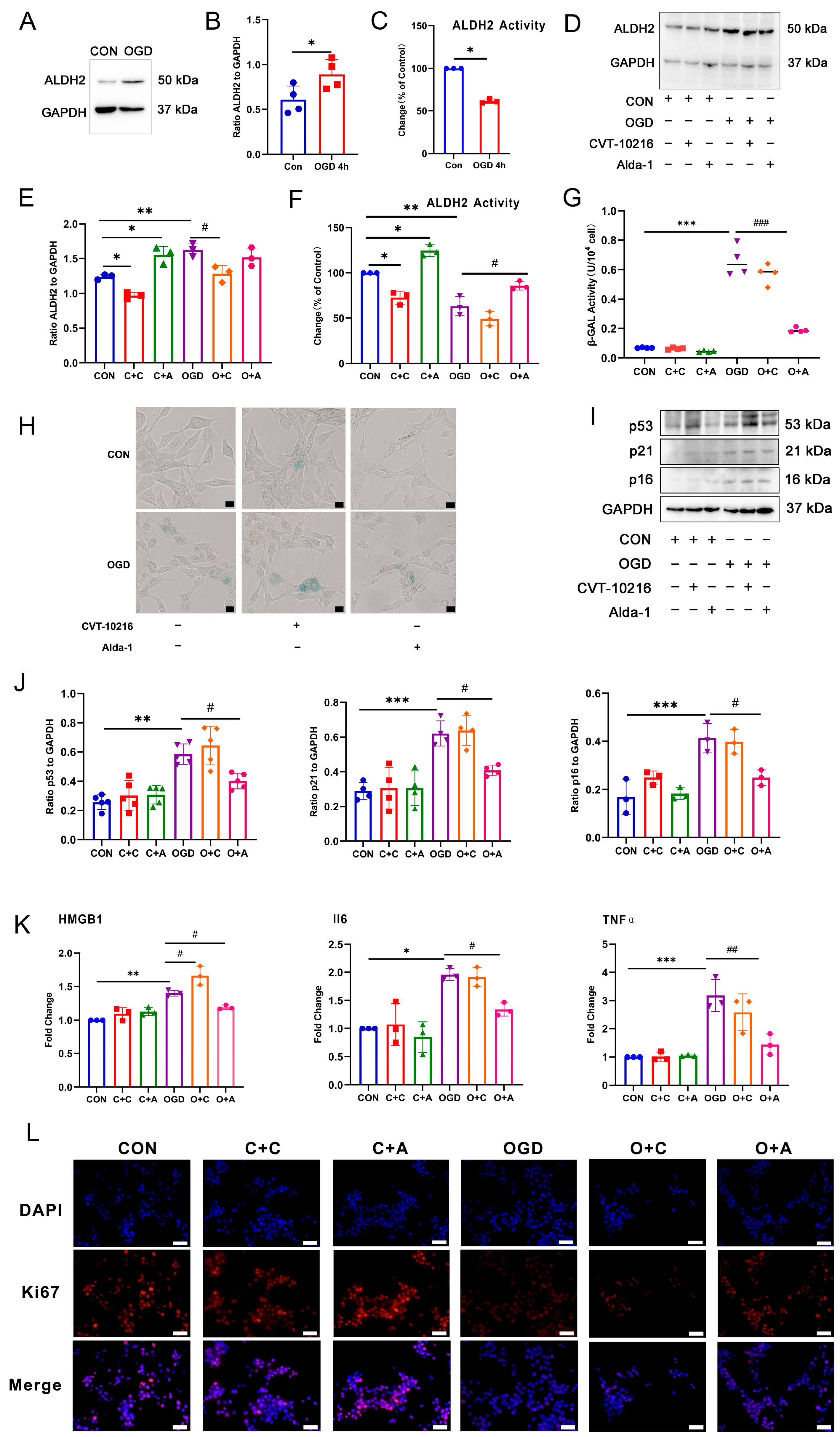 Antioxidants 13 00042 g004