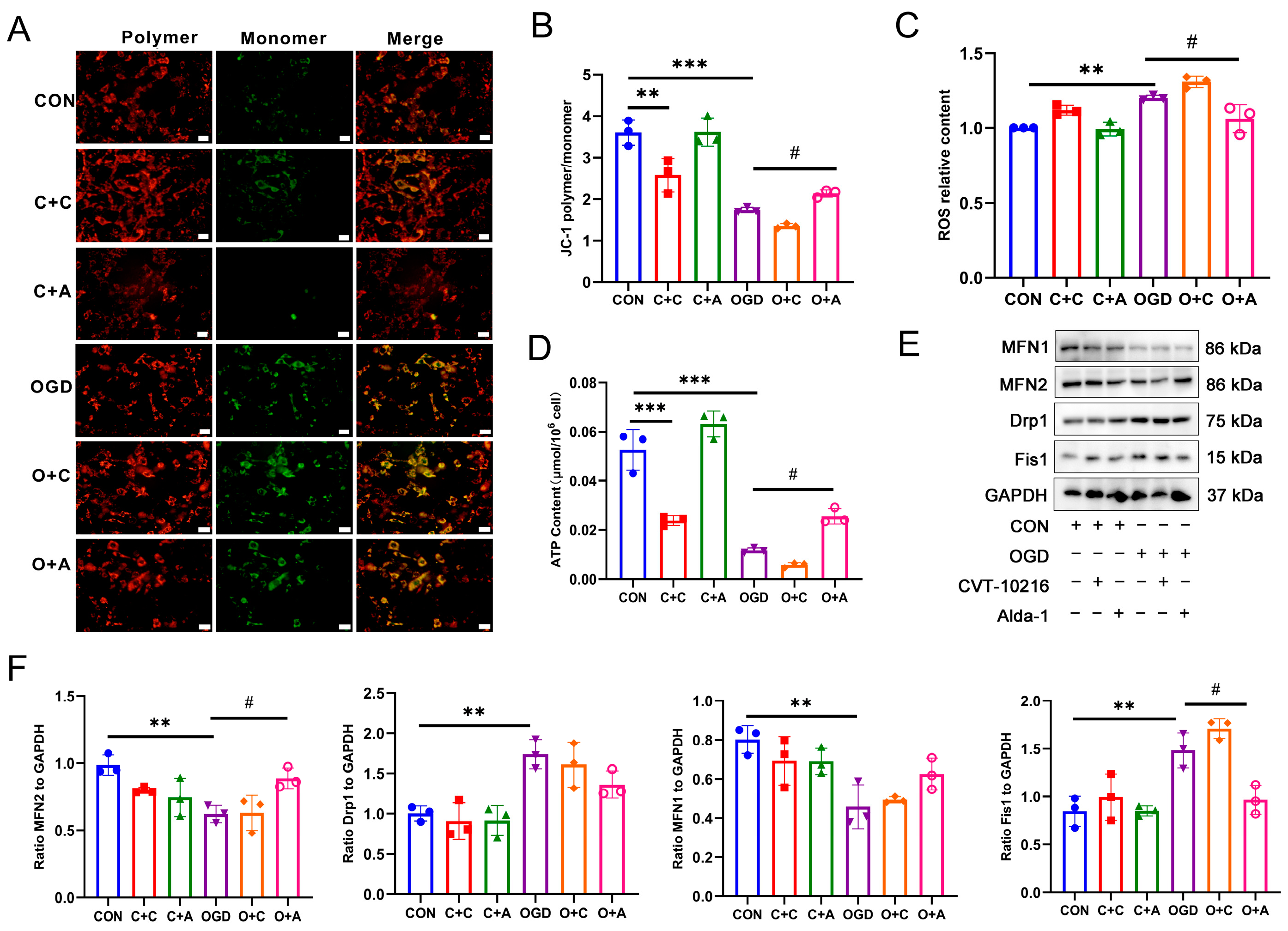 Antioxidants 13 00042 g005