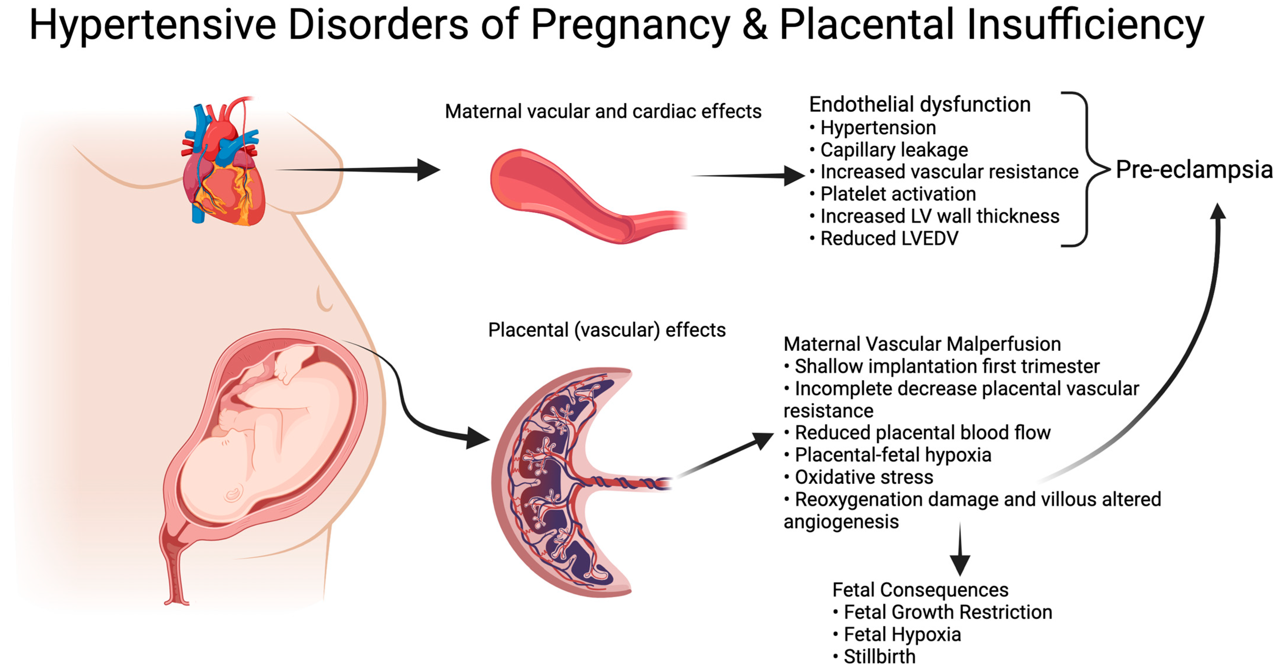 Antioxidants 13 00046 g001