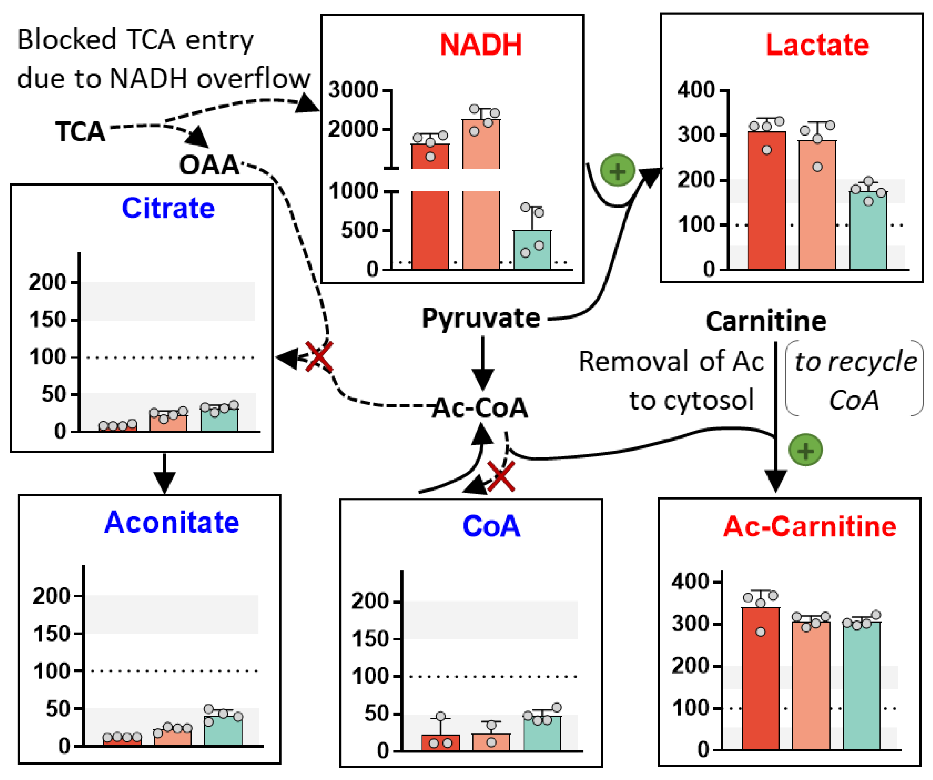 Antioxidants 13 00049 g010