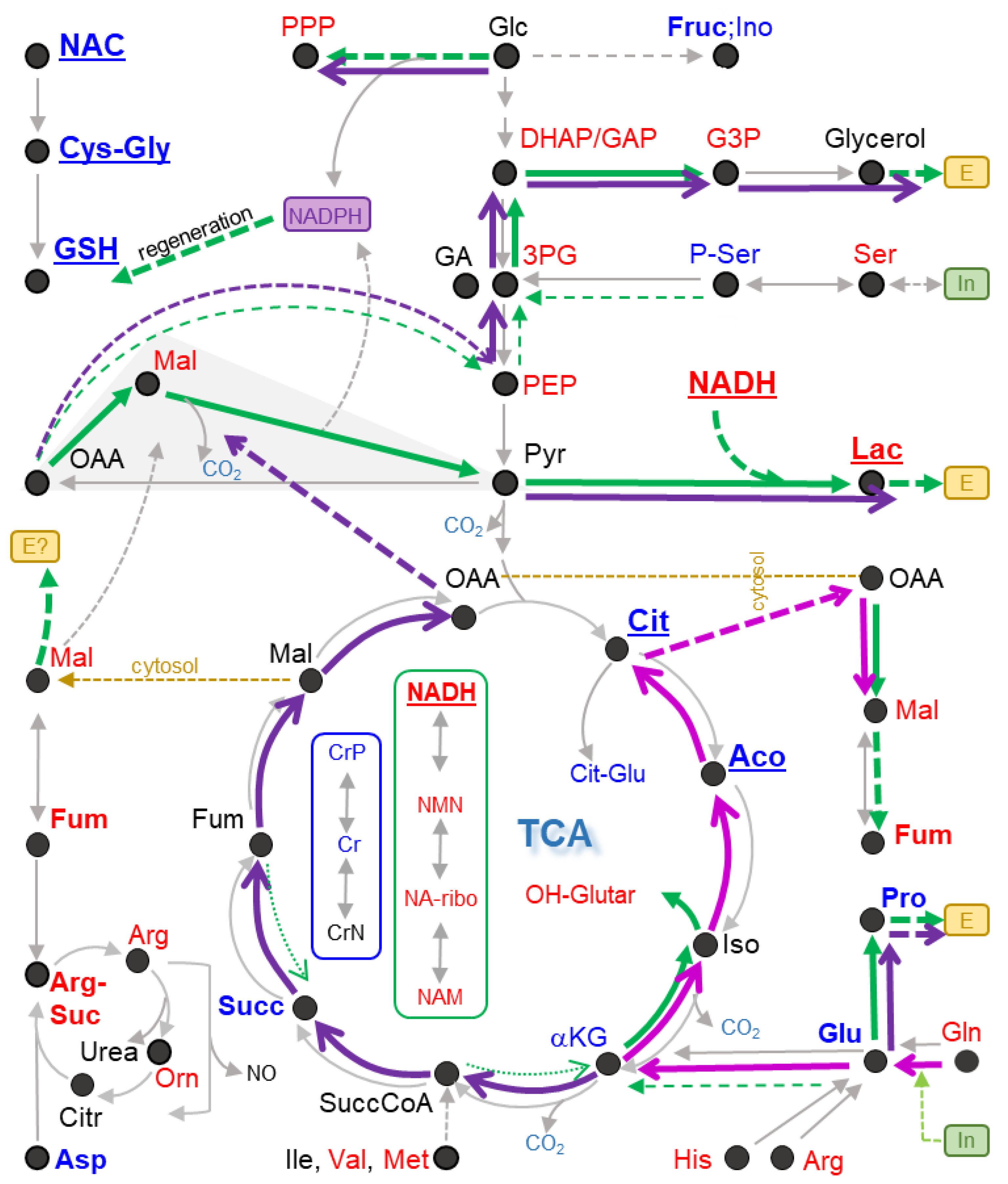 Antioxidants 13 00049 g011