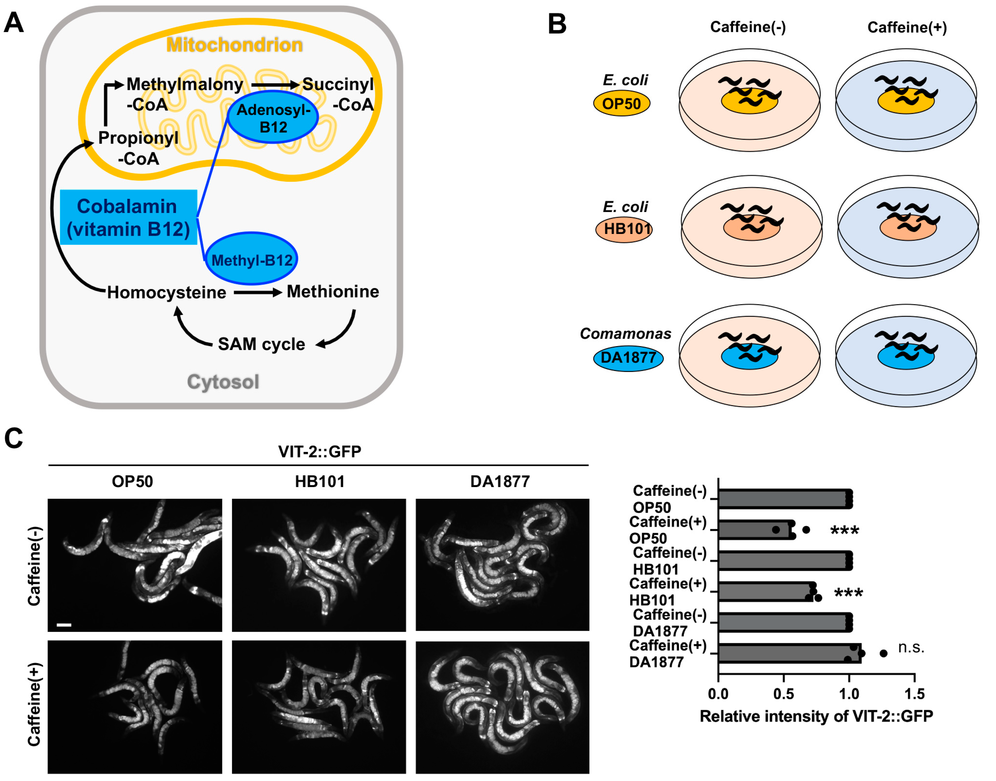 Antioxidants 13 00053 g001a