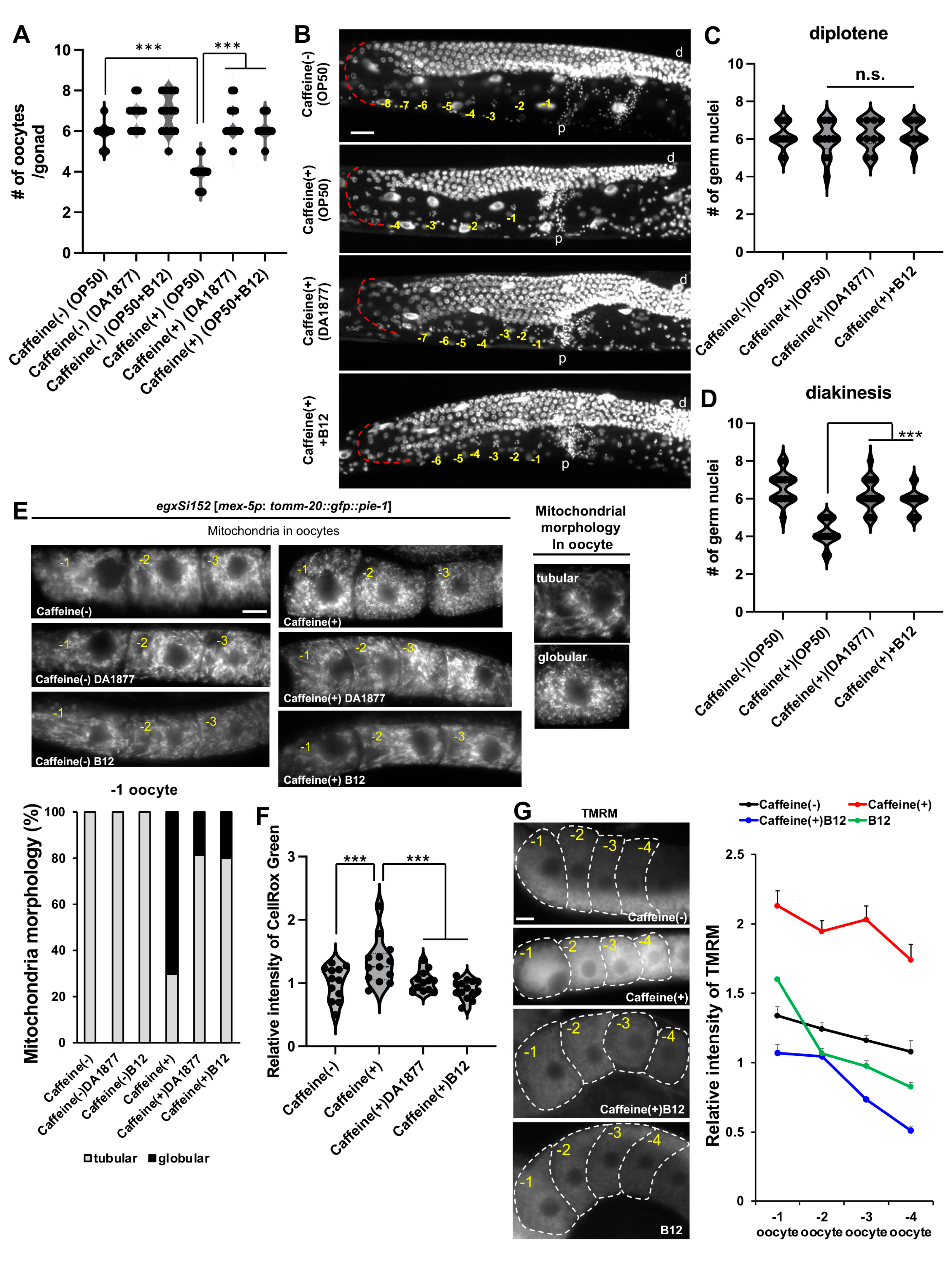 Antioxidants 13 00053 g003