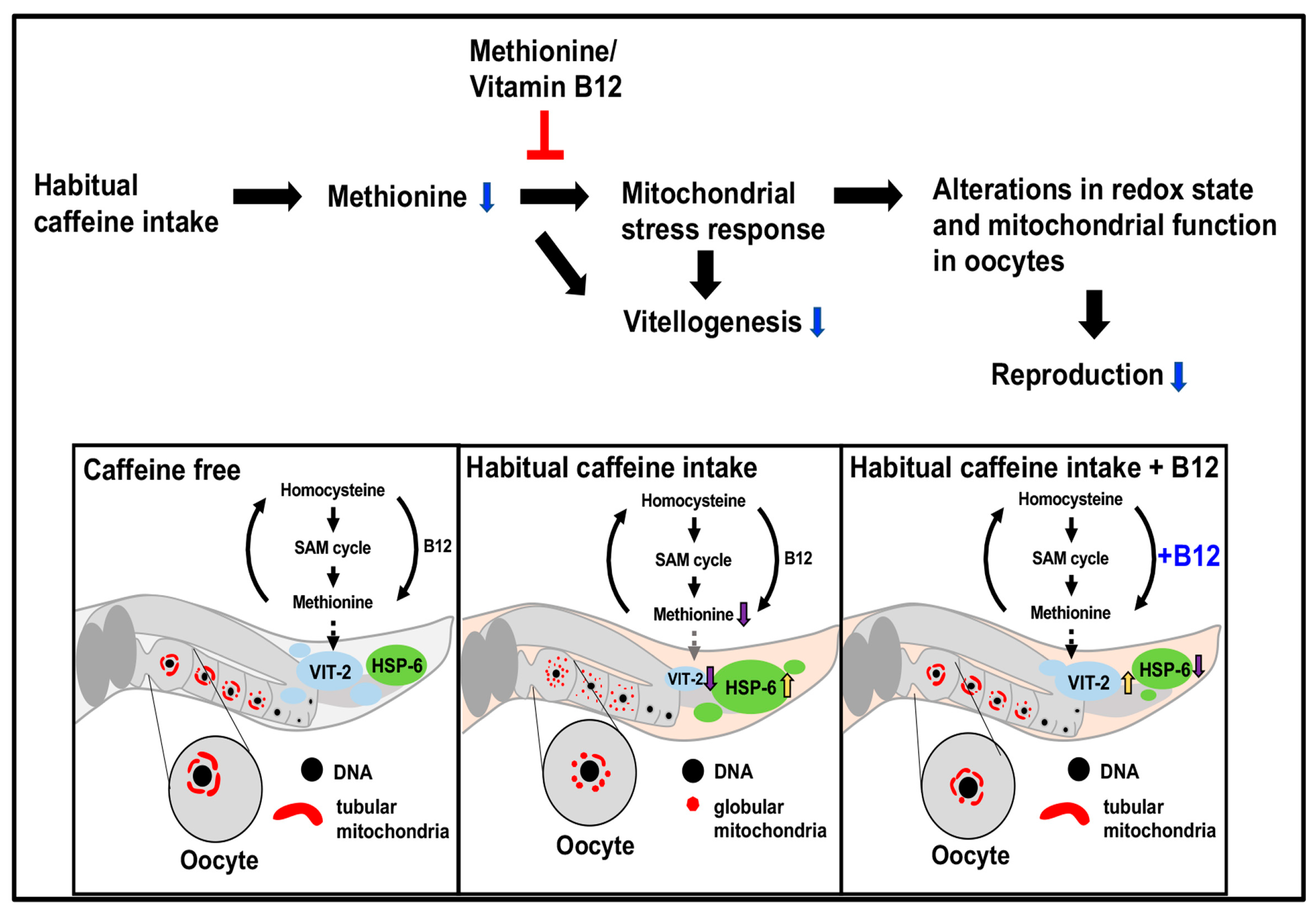 Antioxidants 13 00053 g006