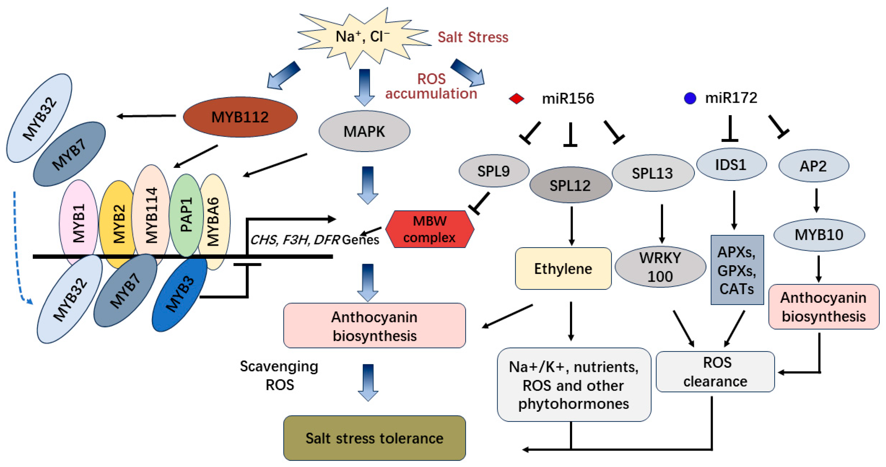 Antioxidants 13 00055 g004