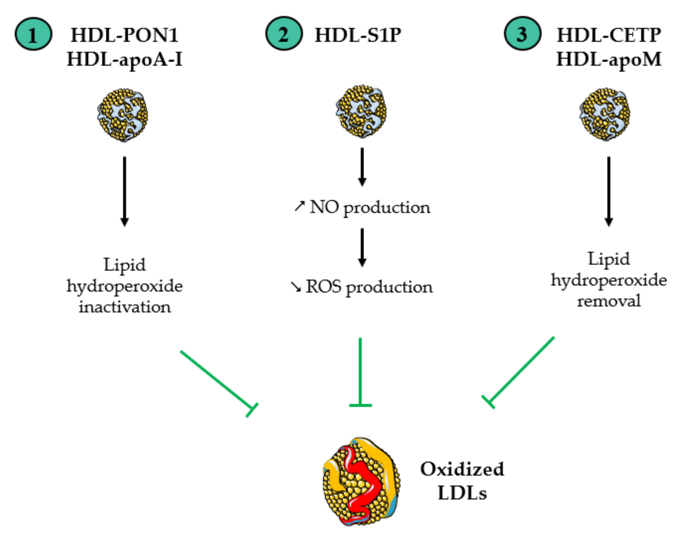 Antioxidants 13 00057 g002