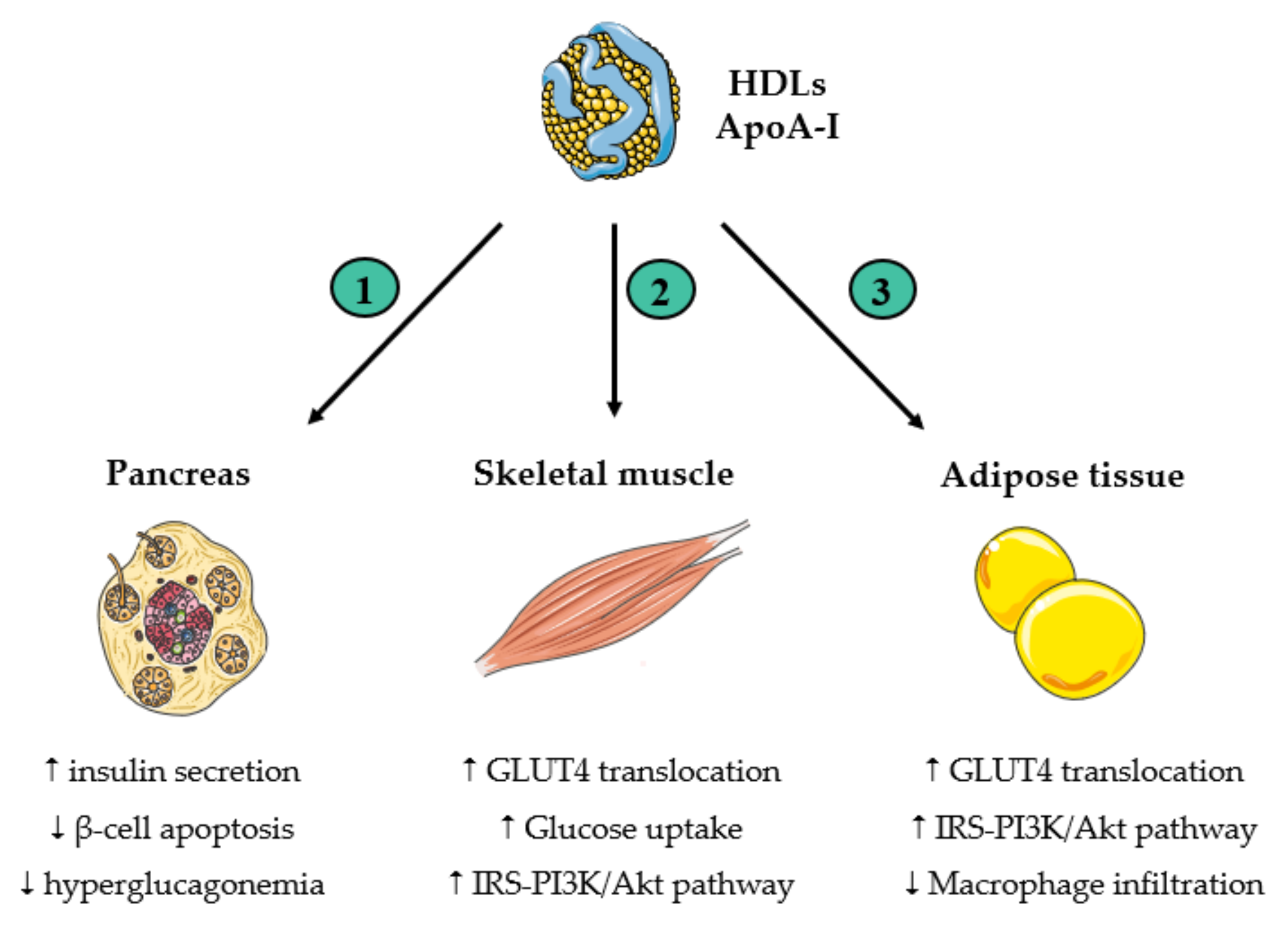Antioxidants 13 00057 g004