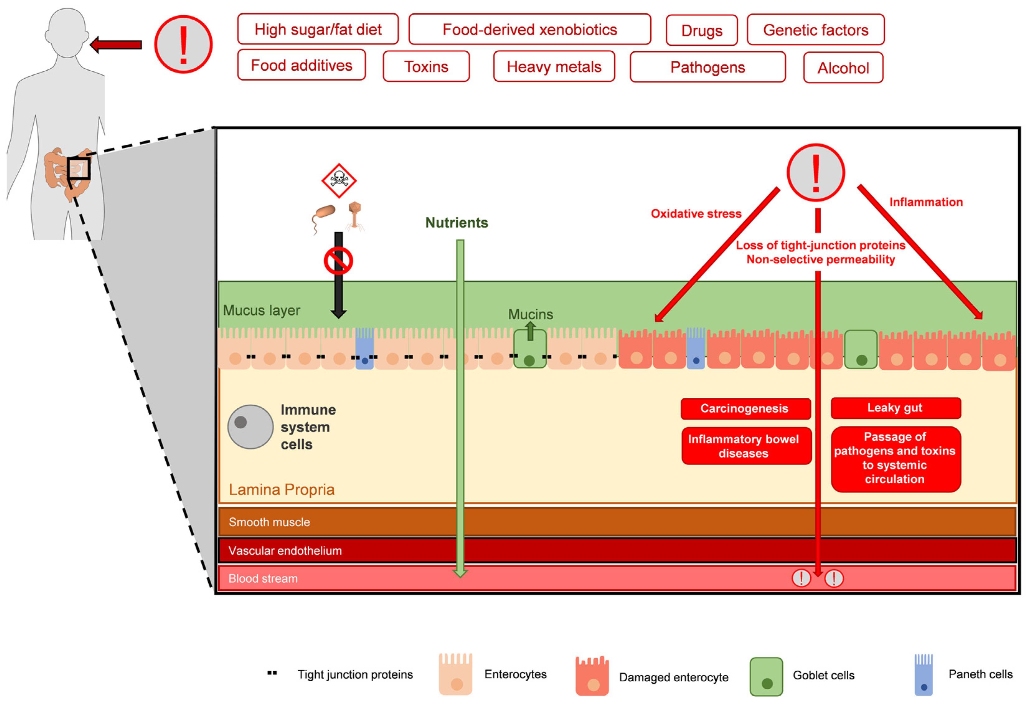 Antioxidants 13 00065 g001