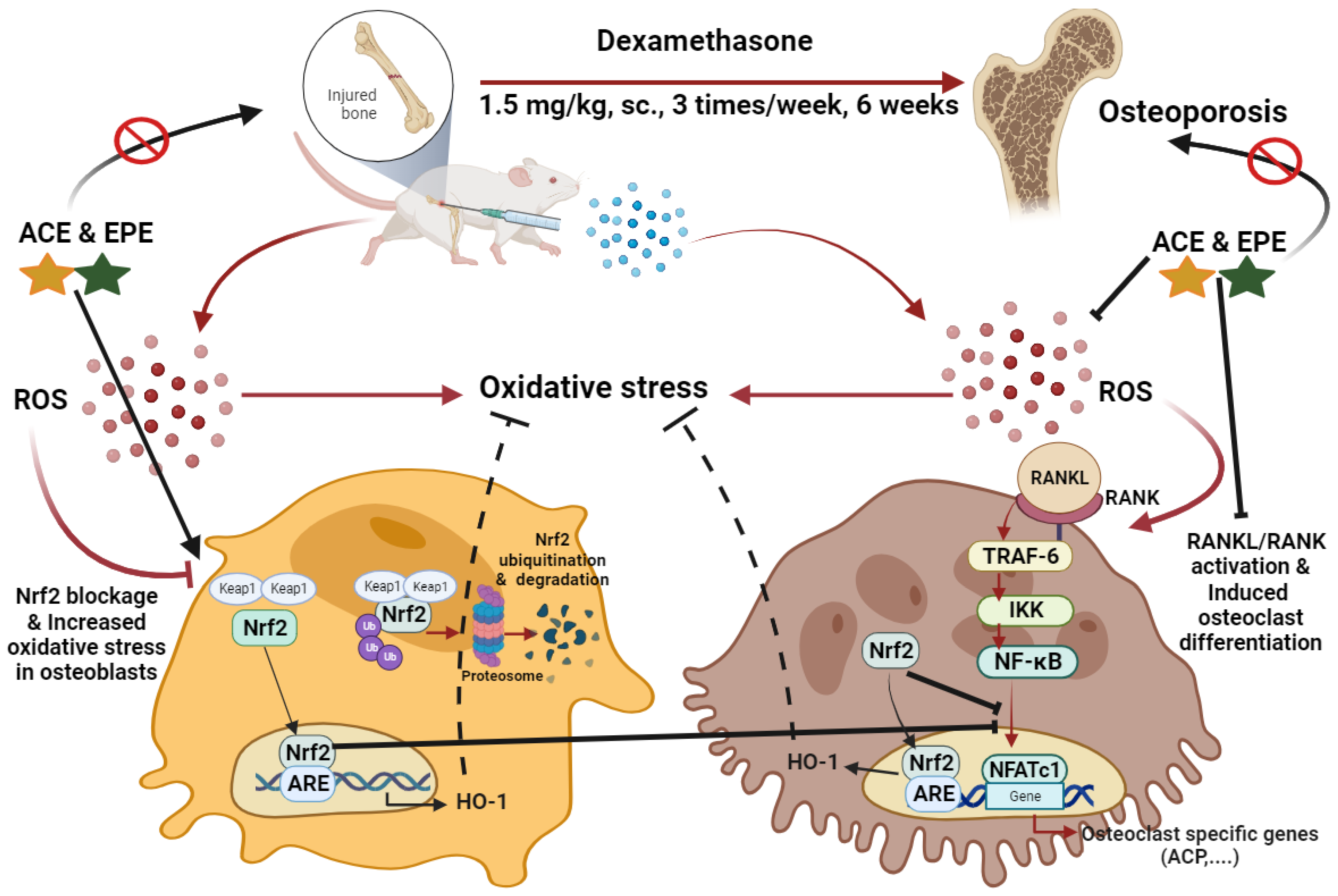 Antioxidants 13 00066 g010