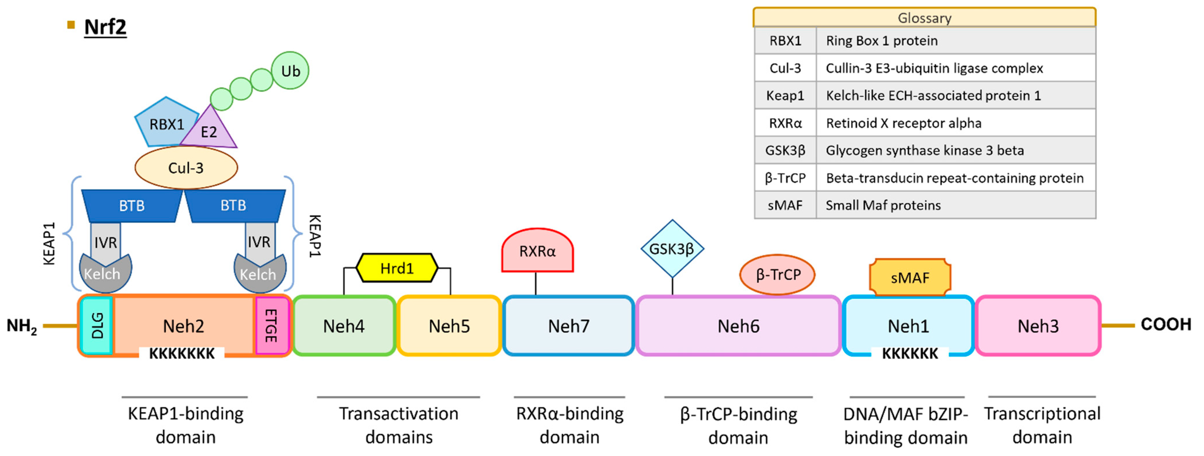 Antioxidants 13 00070 g001