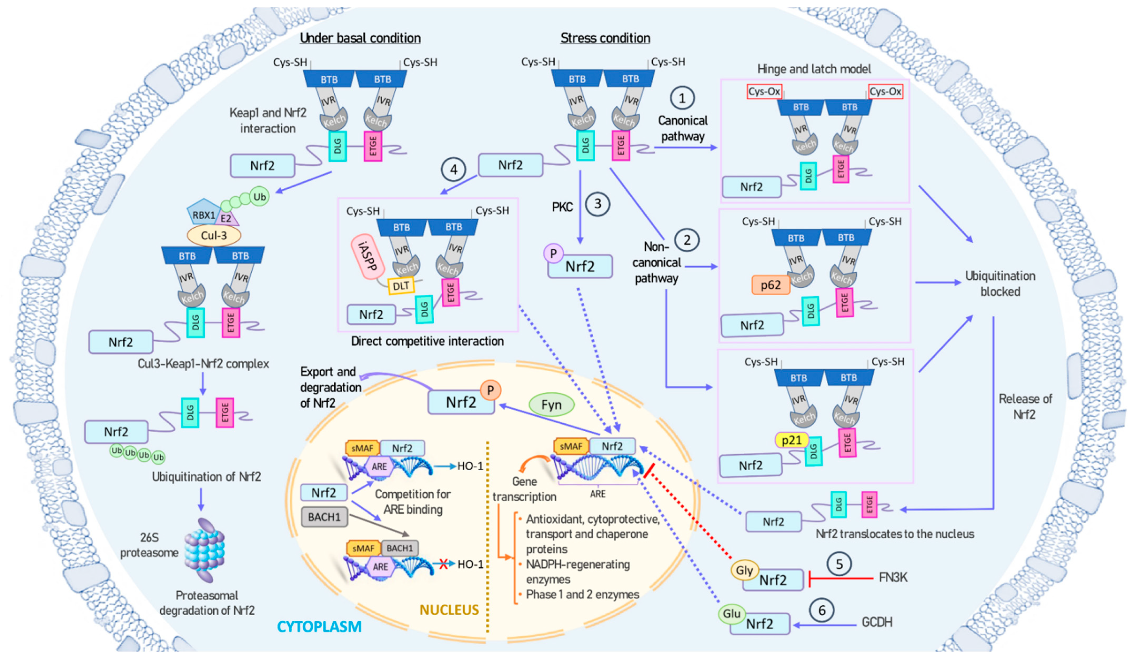 Antioxidants 13 00070 g002