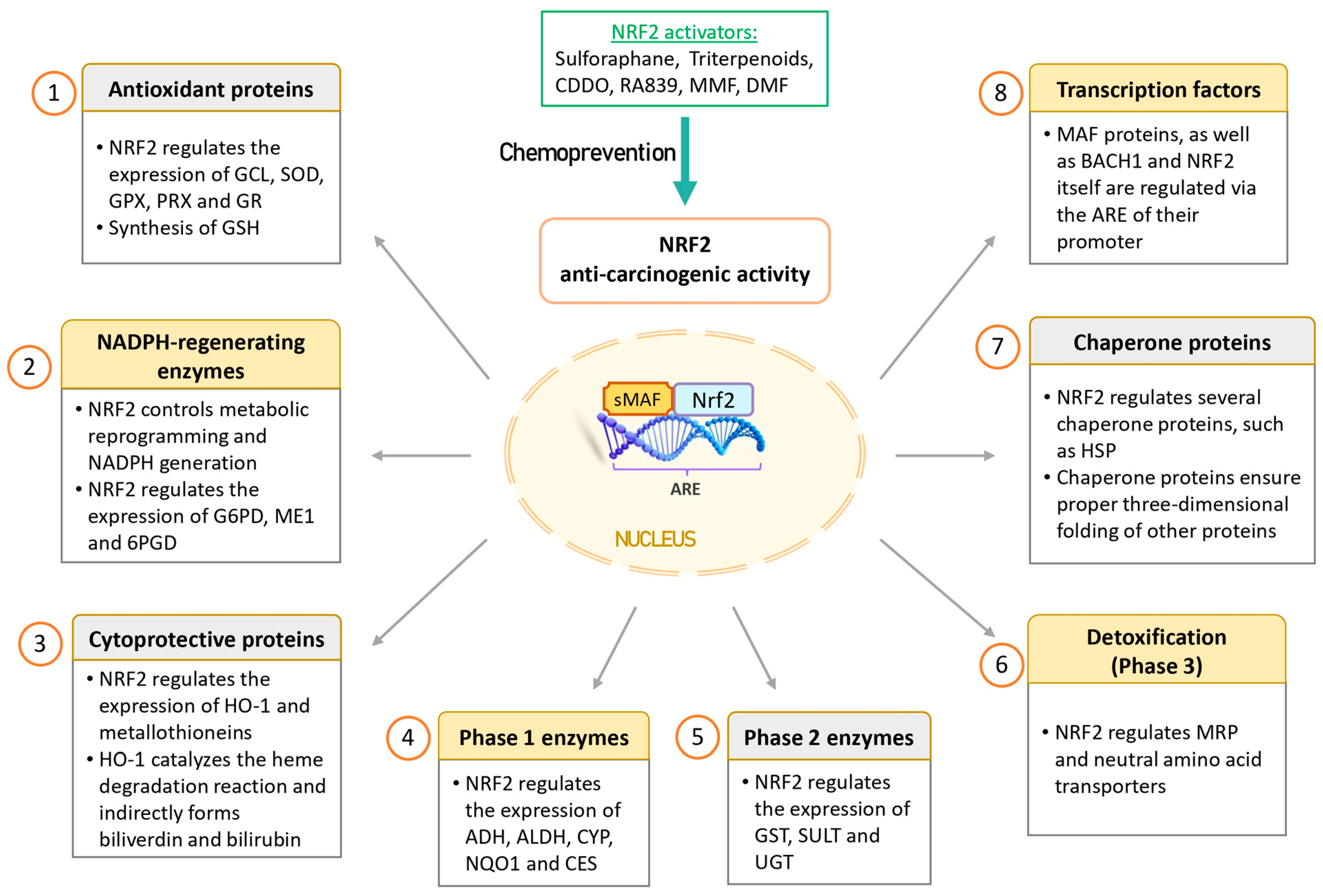 Antioxidants 13 00070 g003