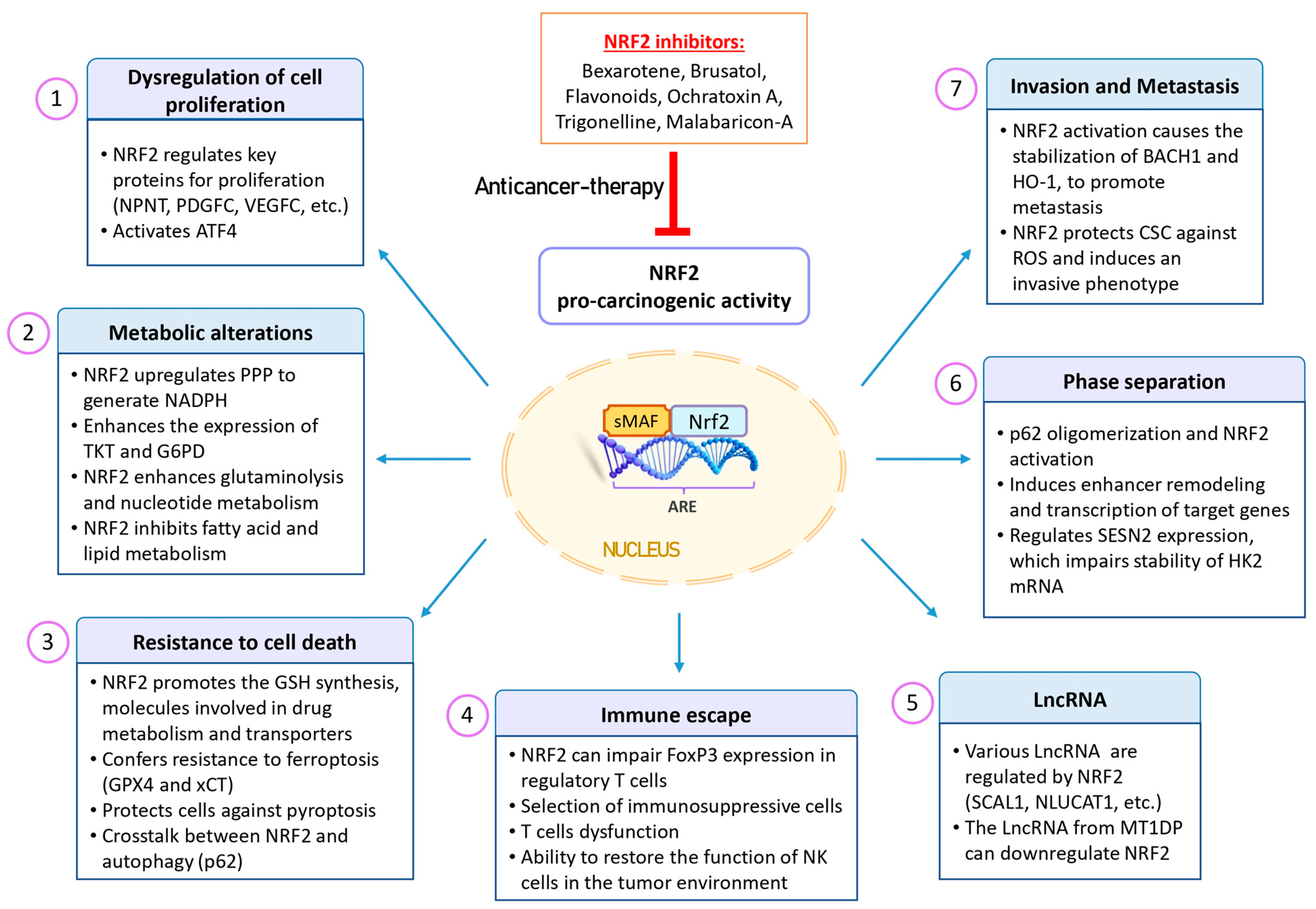 Antioxidants 13 00070 g004