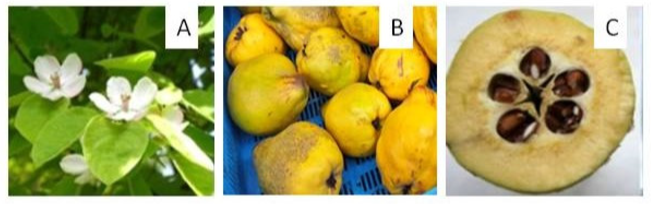 Antioxidants 13 00071 g001