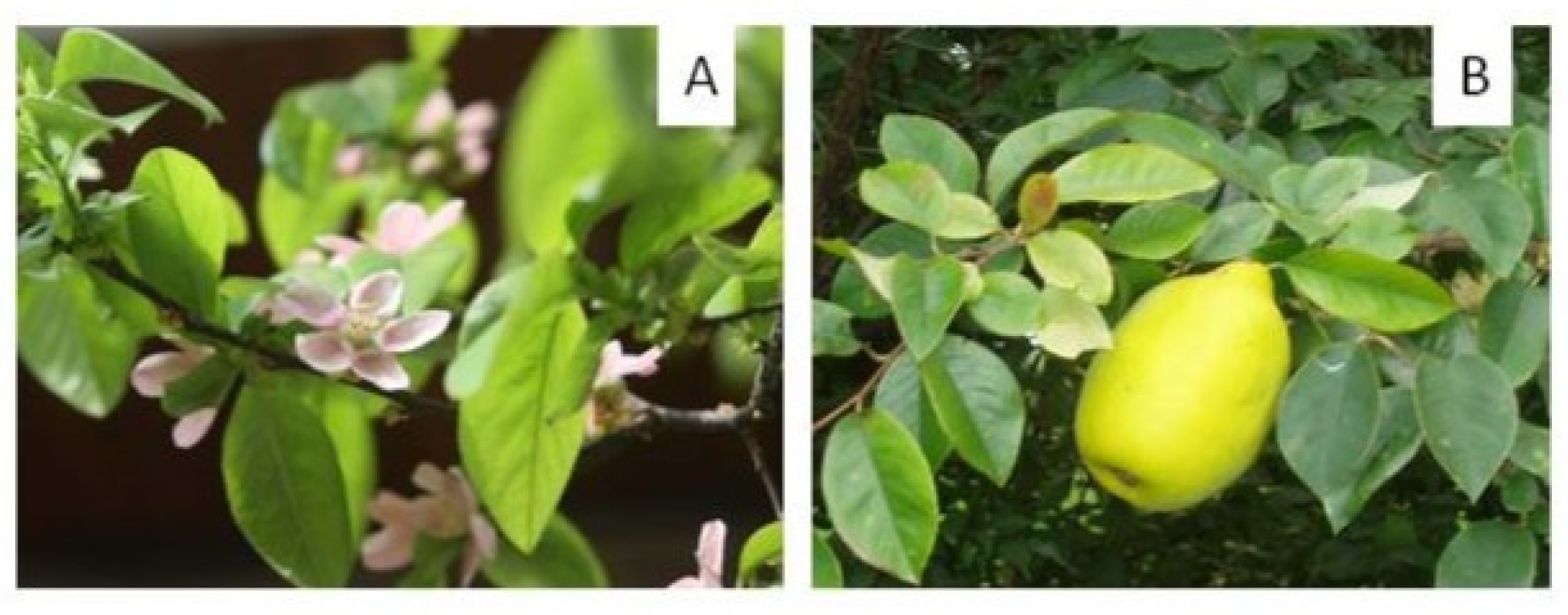 Antioxidants 13 00071 g003