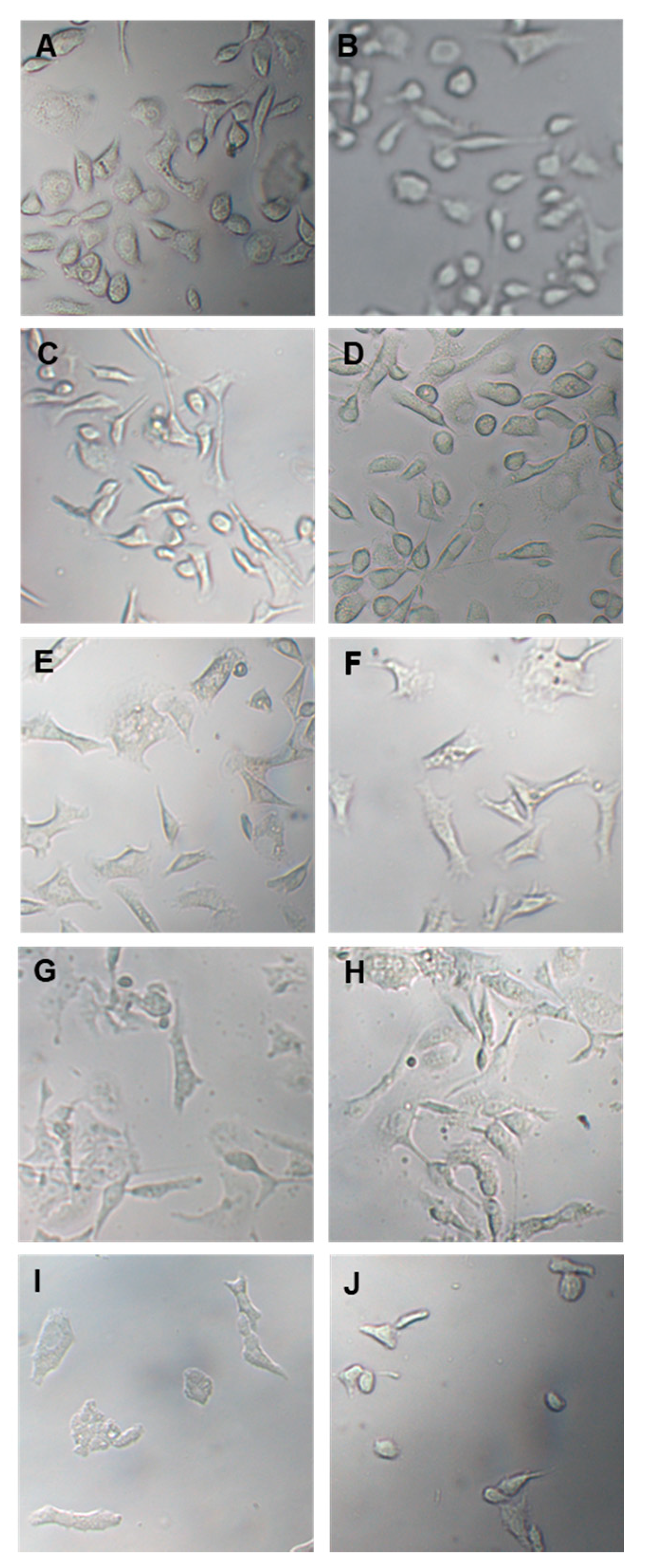 Antioxidants 13 00073 g003