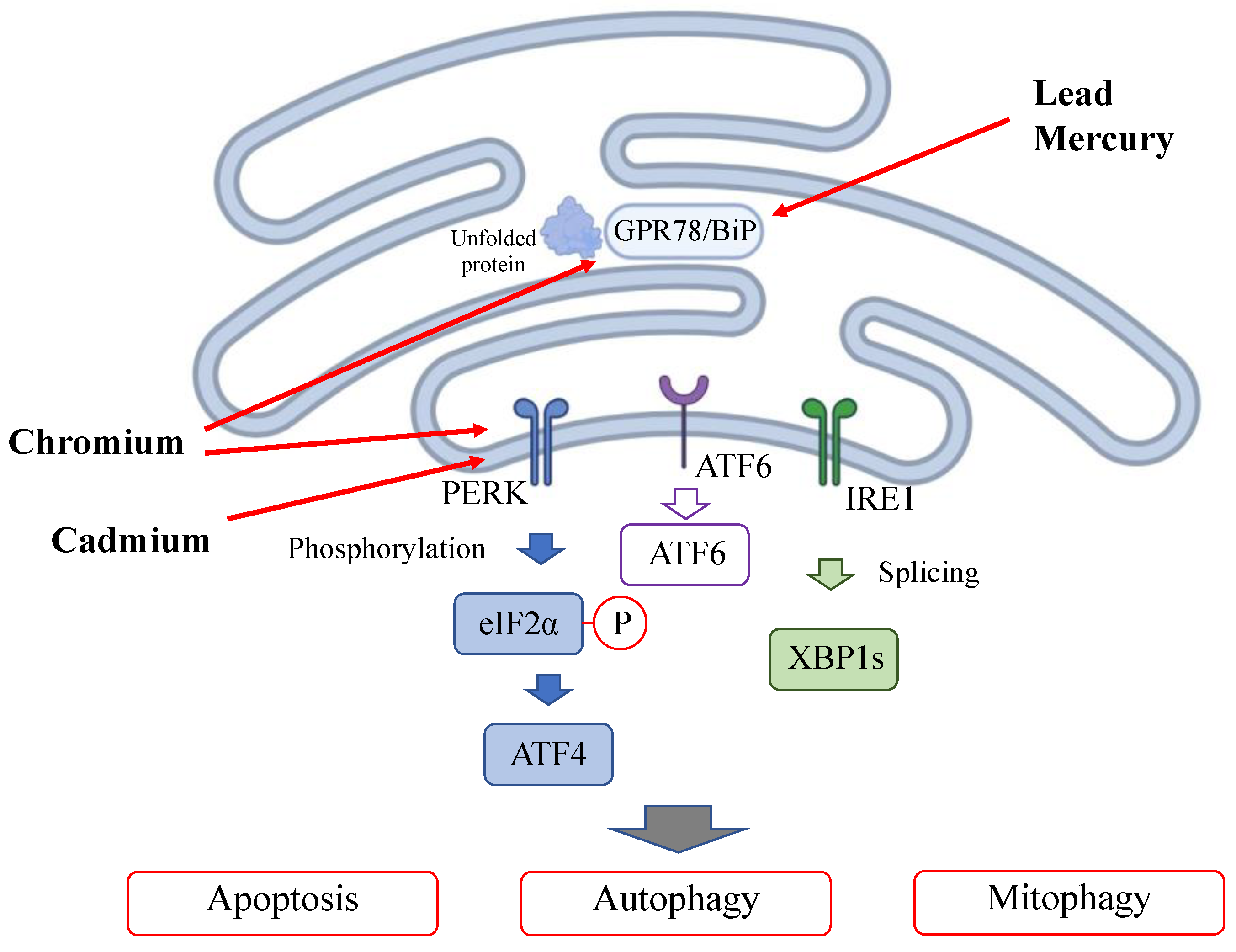 Antioxidants 13 00076 g003