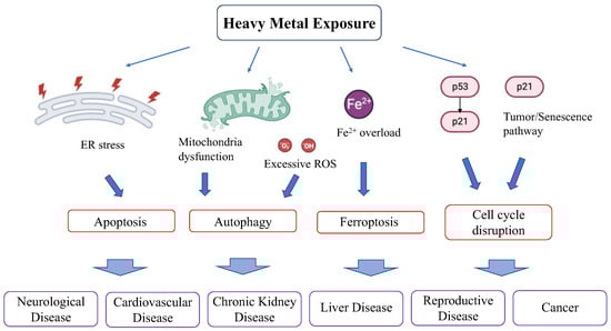 Antioxidants 13 00076 g005