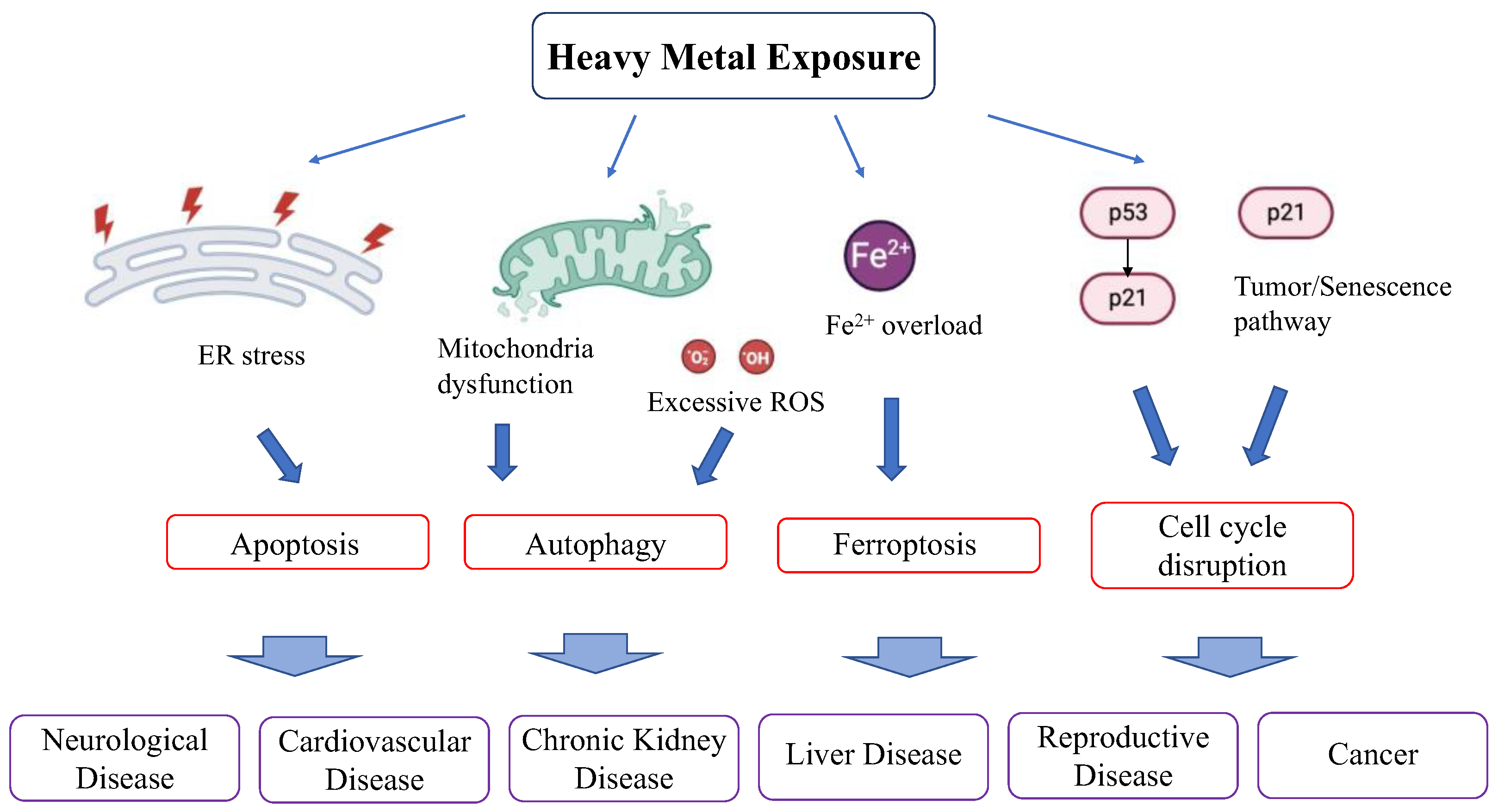 Antioxidants 13 00076 g005