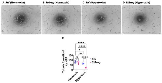 Antioxidants 13 00078 g005