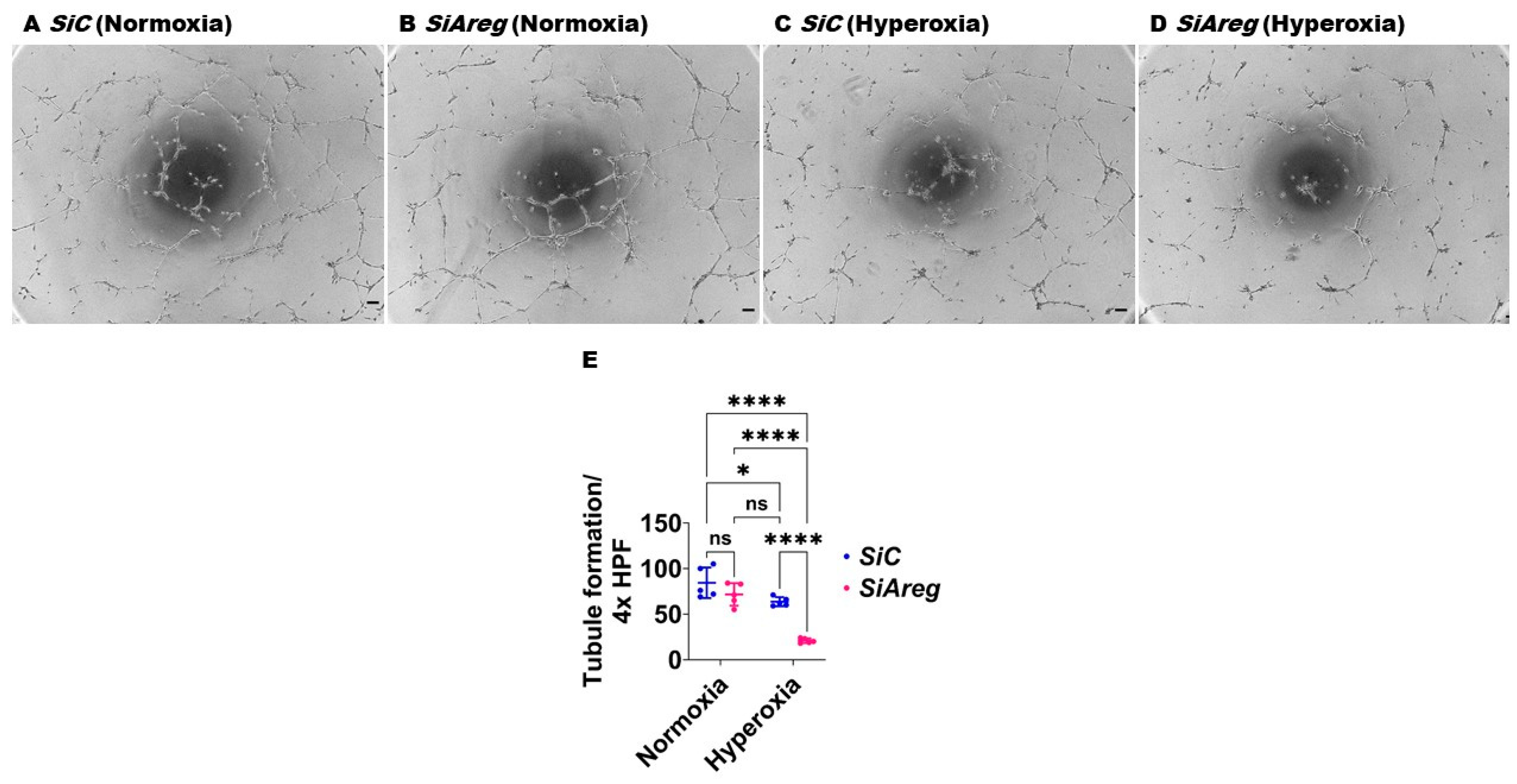 Antioxidants 13 00078 g005