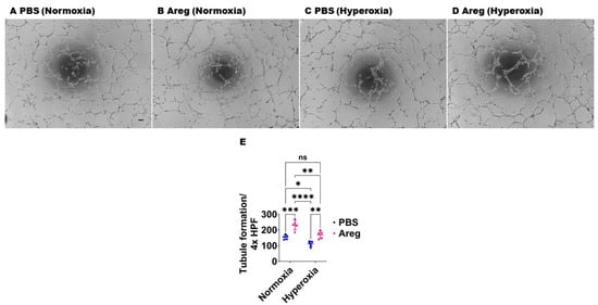 Antioxidants 13 00078 g007