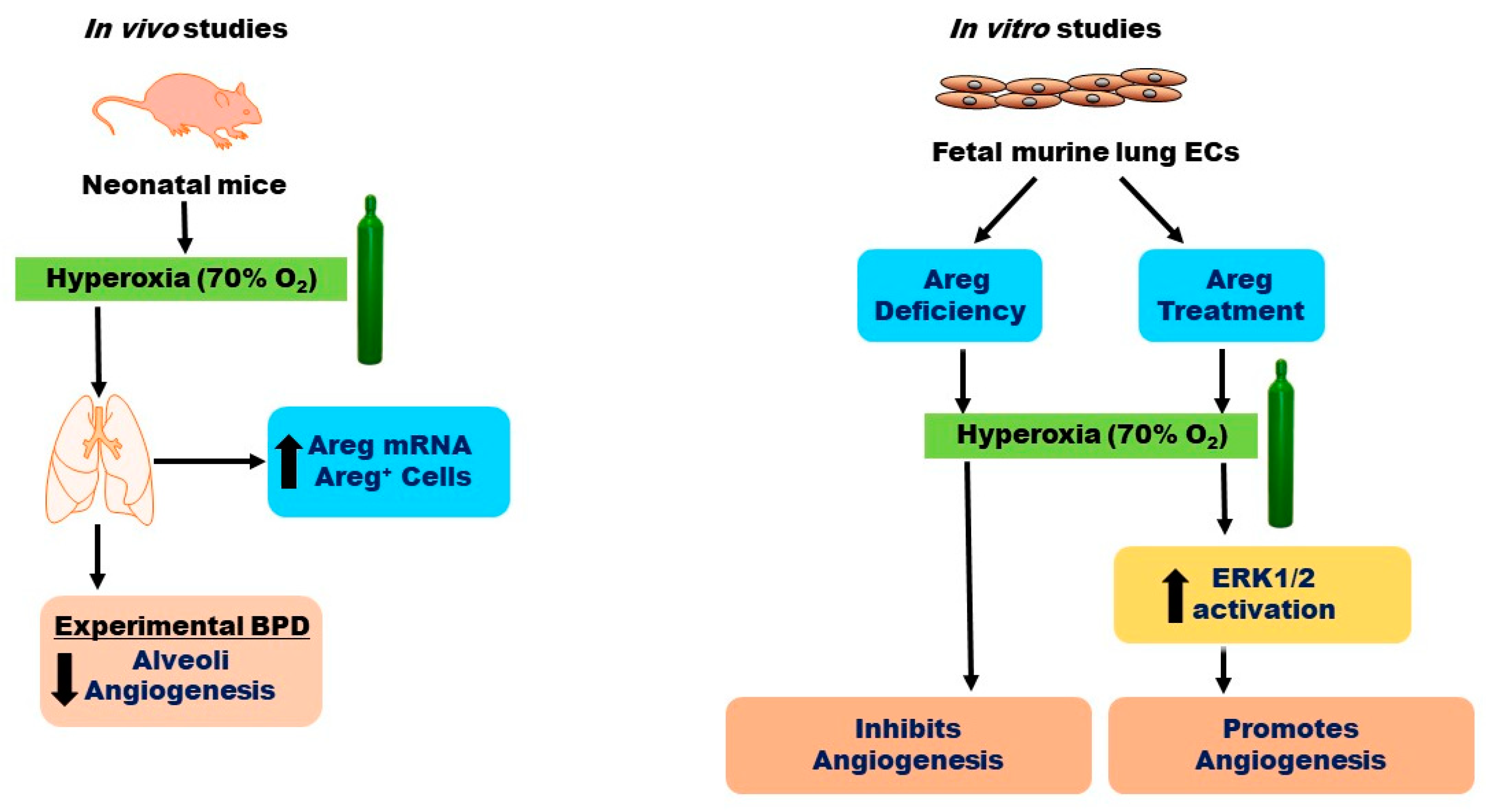 Antioxidants 13 00078 g010