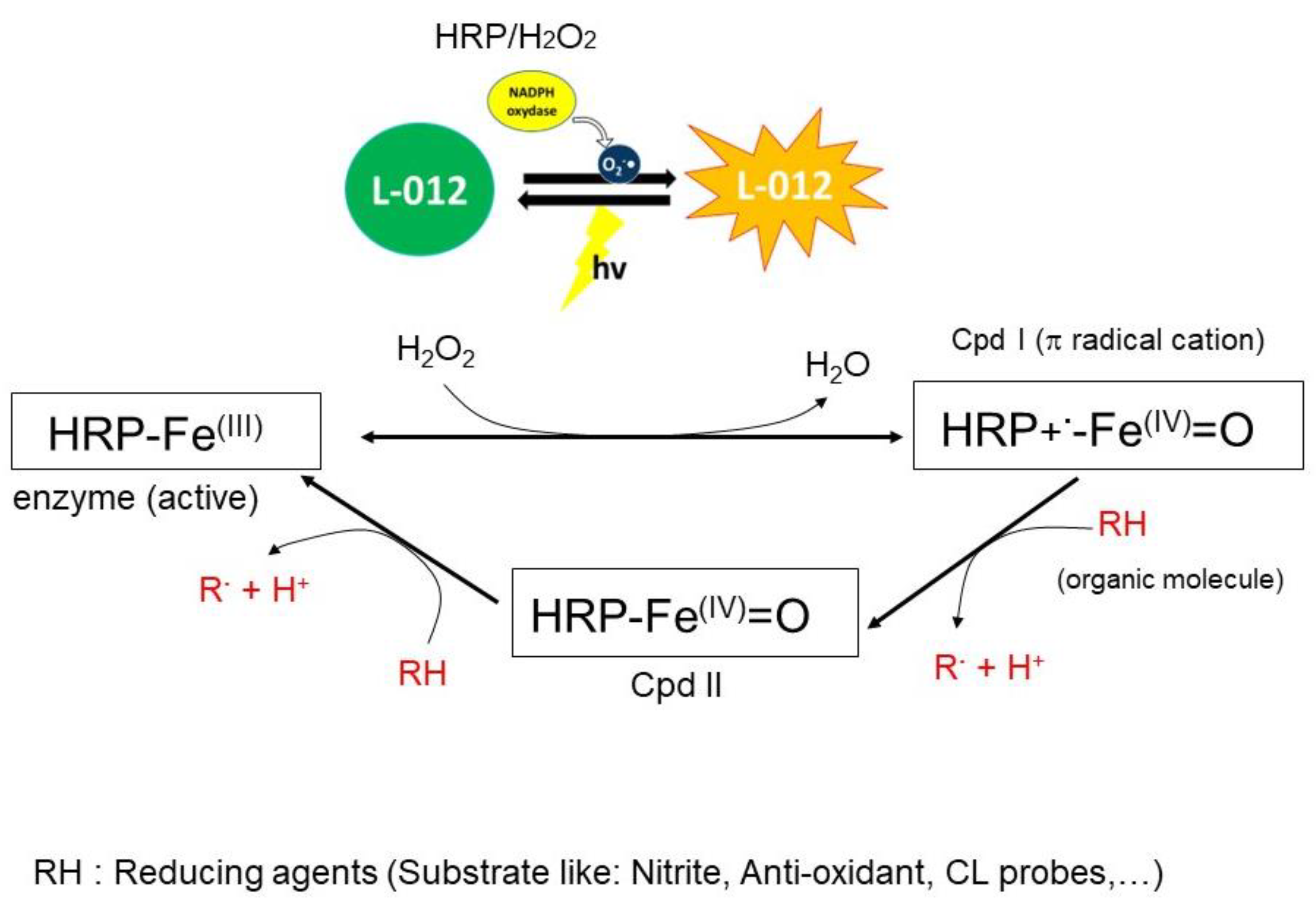 Antioxidants 13 00080 sch002
