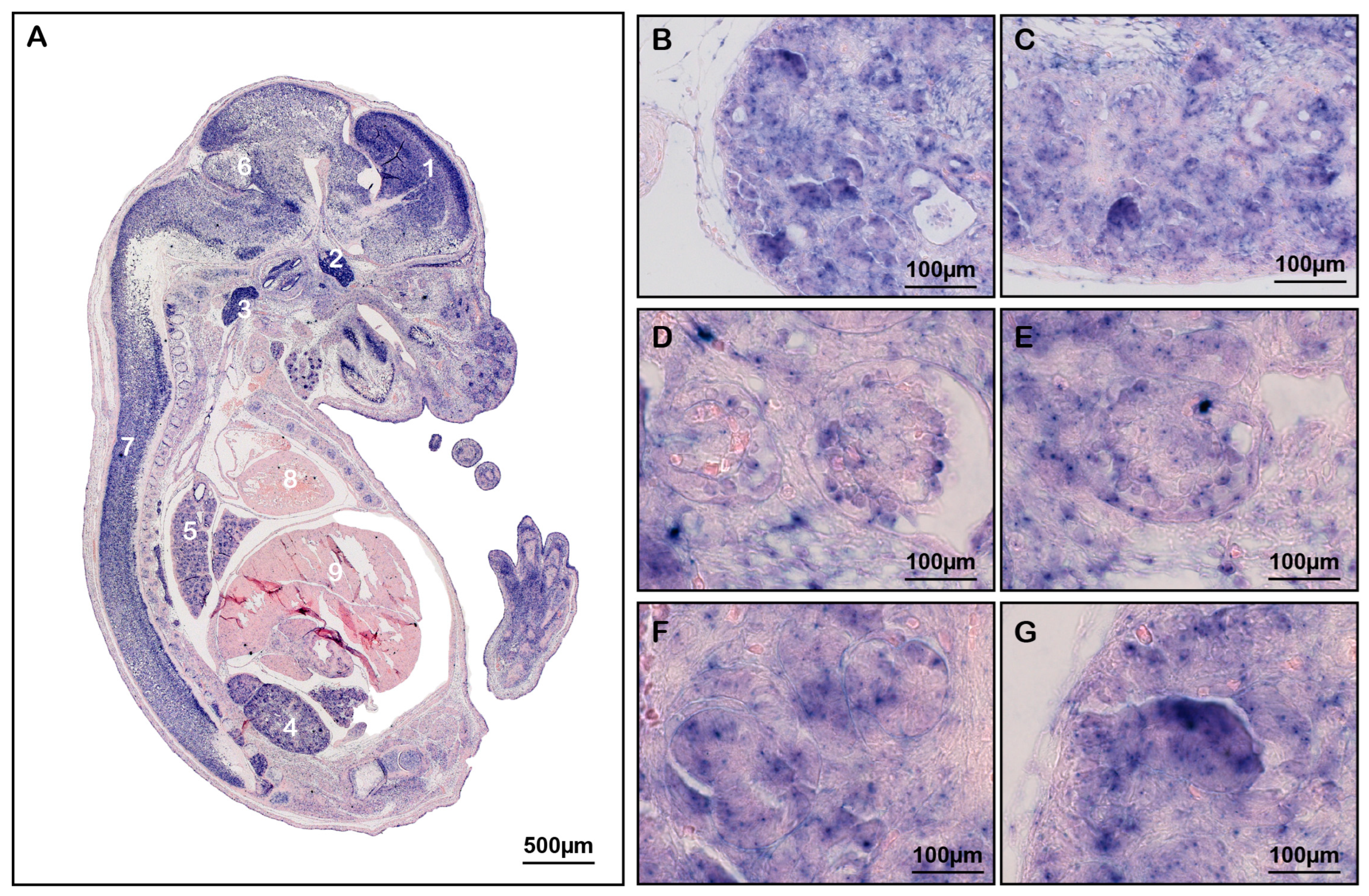 Antioxidants 13 00081 g001