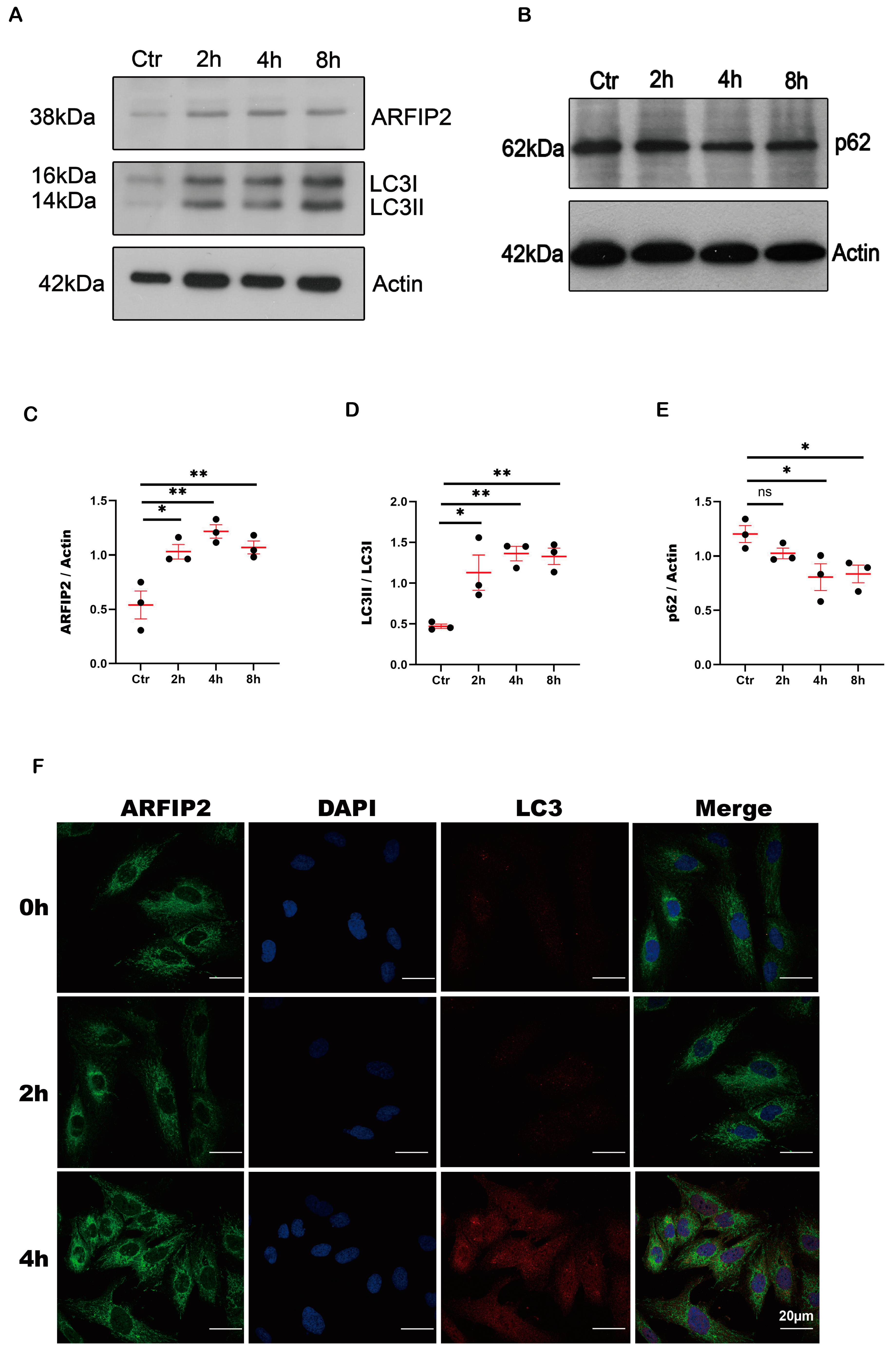 Antioxidants 13 00081 g002