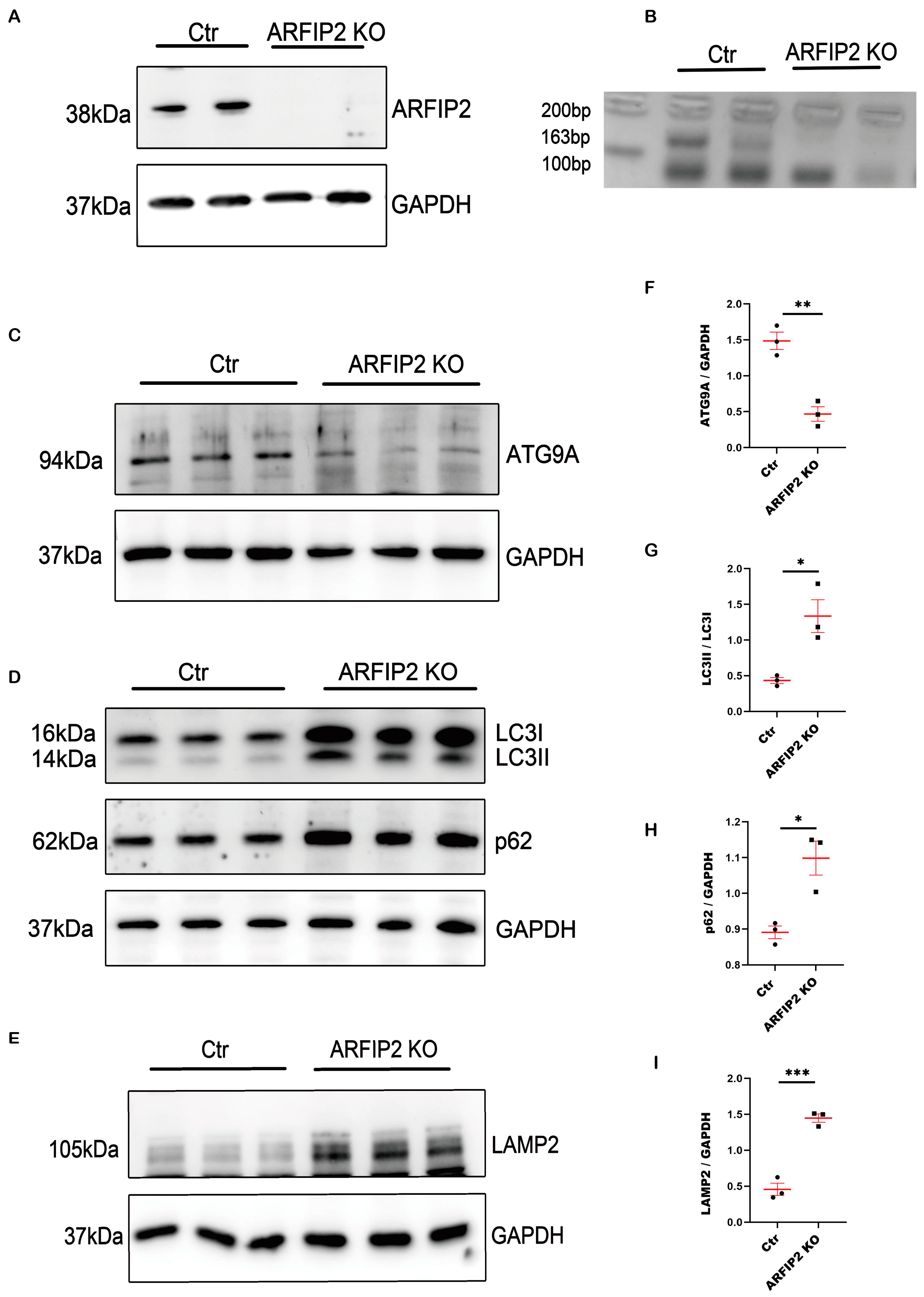 Antioxidants 13 00081 g003