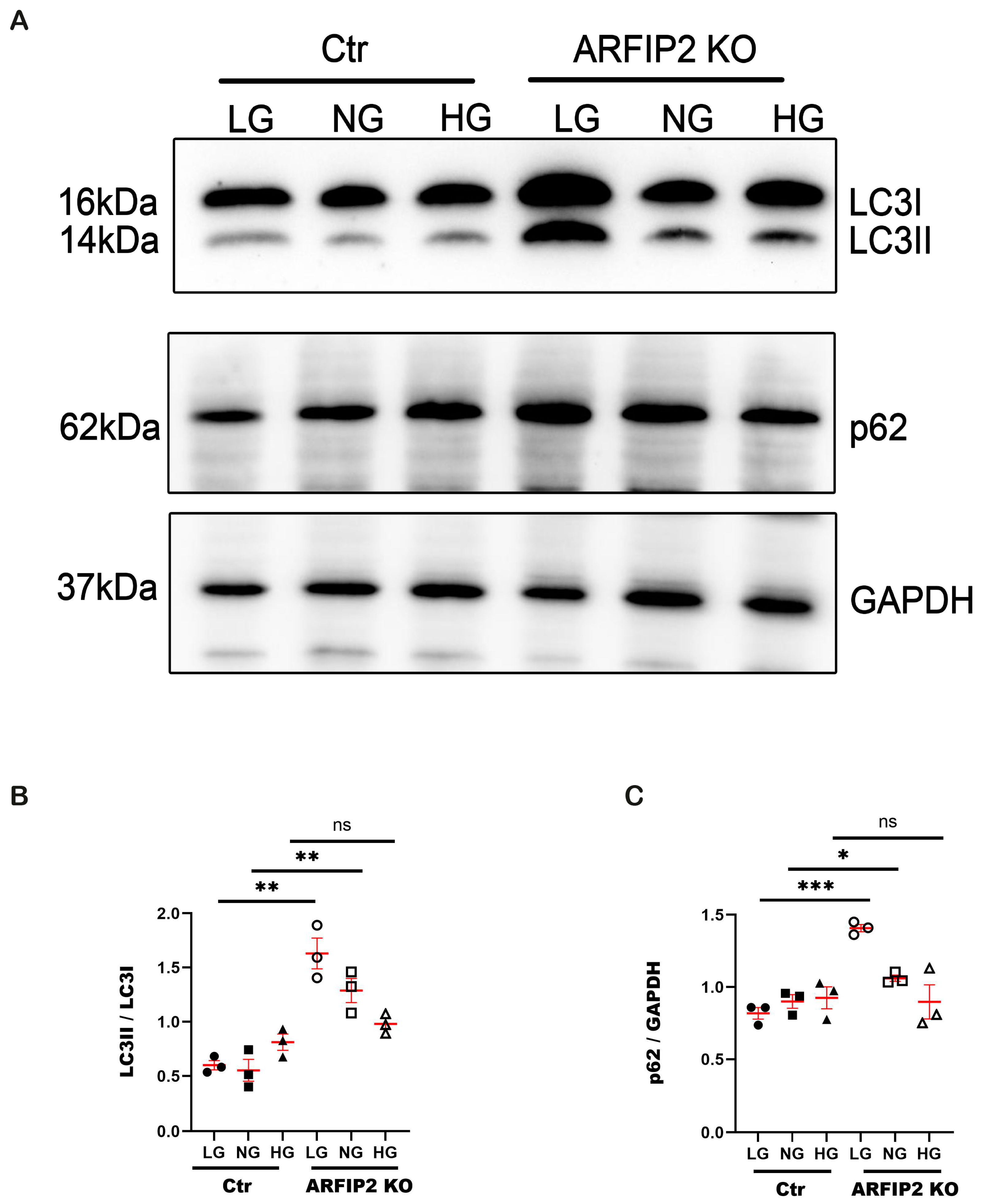 Antioxidants 13 00081 g004