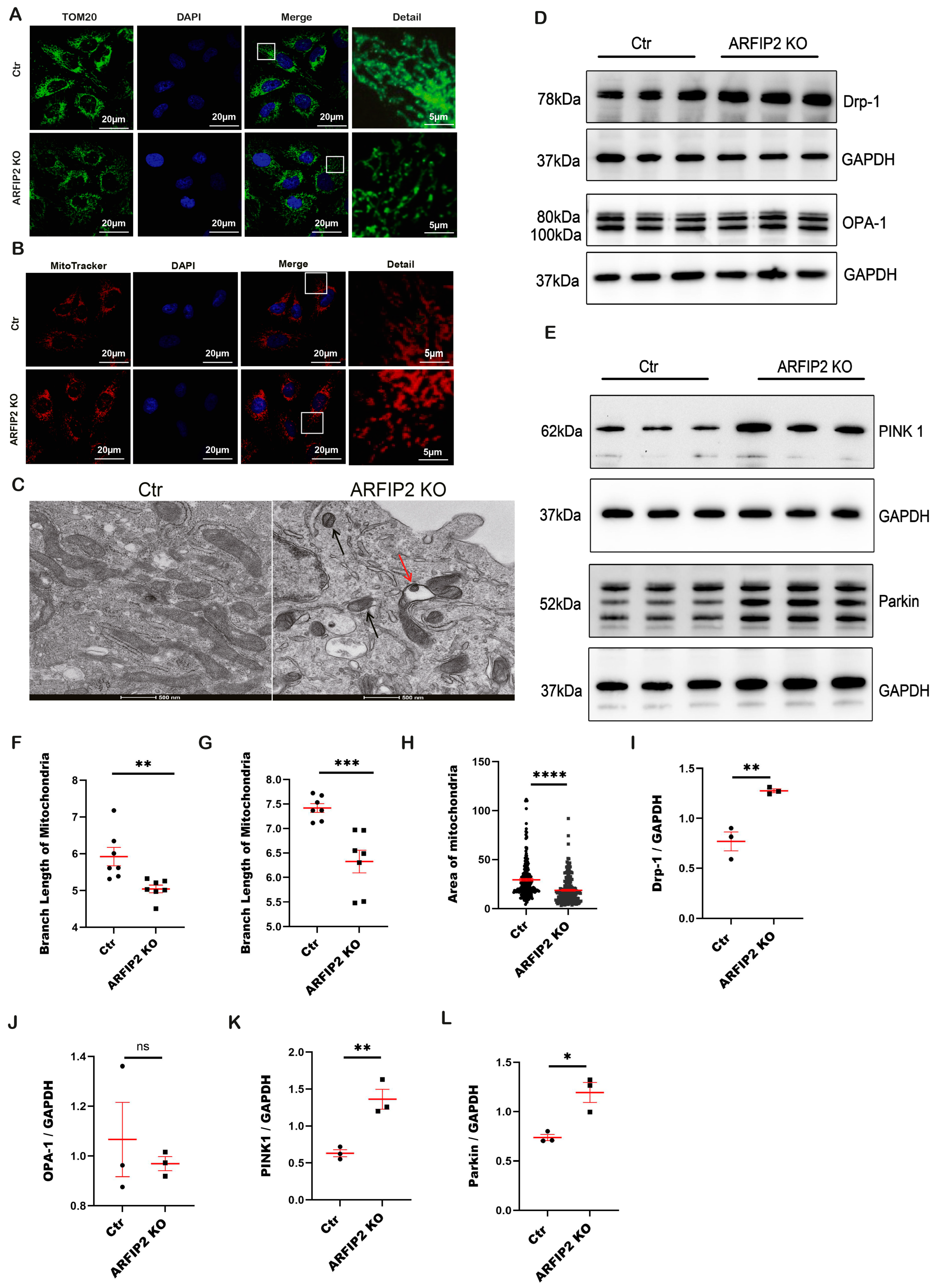 Antioxidants 13 00081 g006