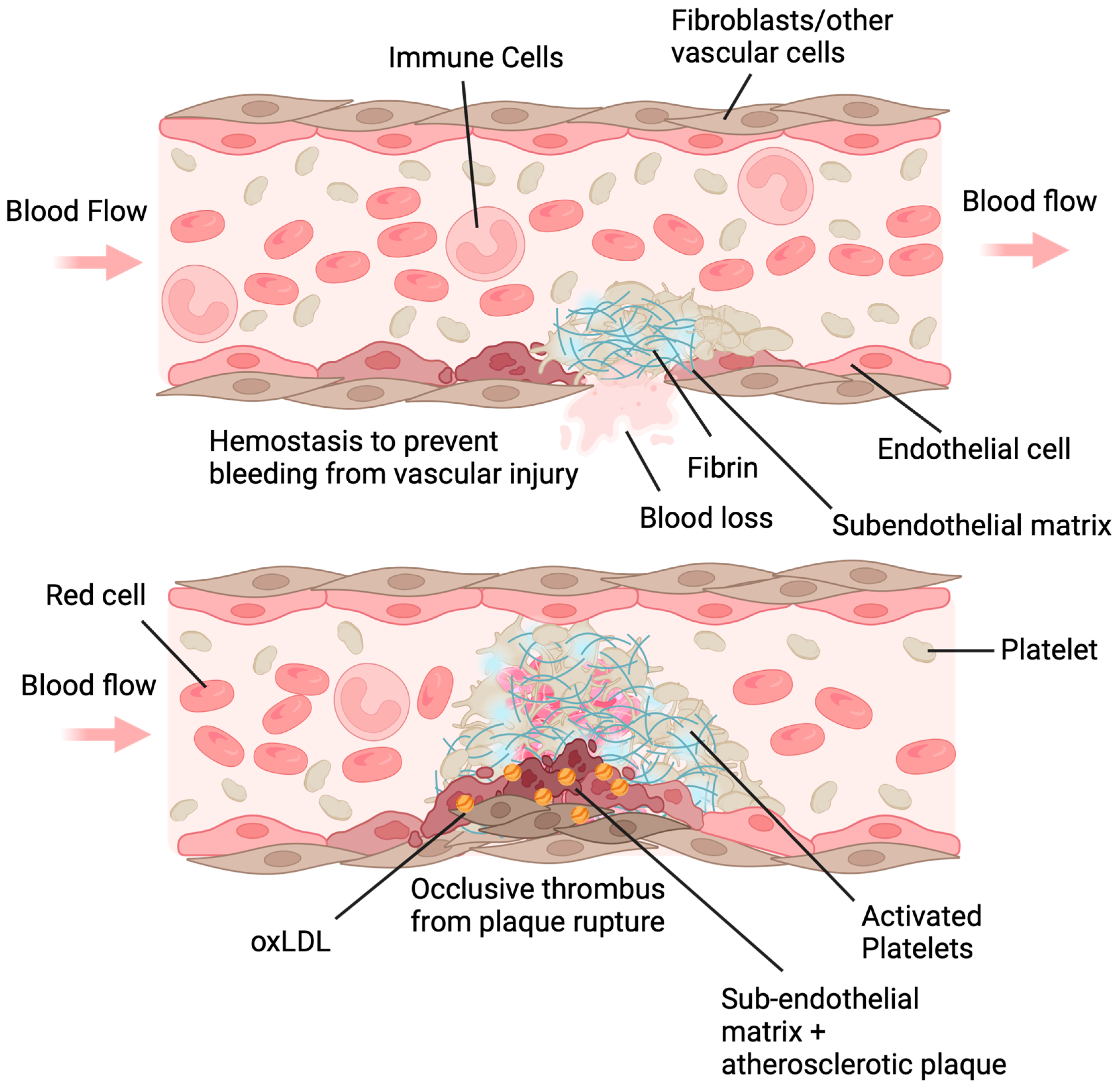 Antioxidants 13 00083 g002