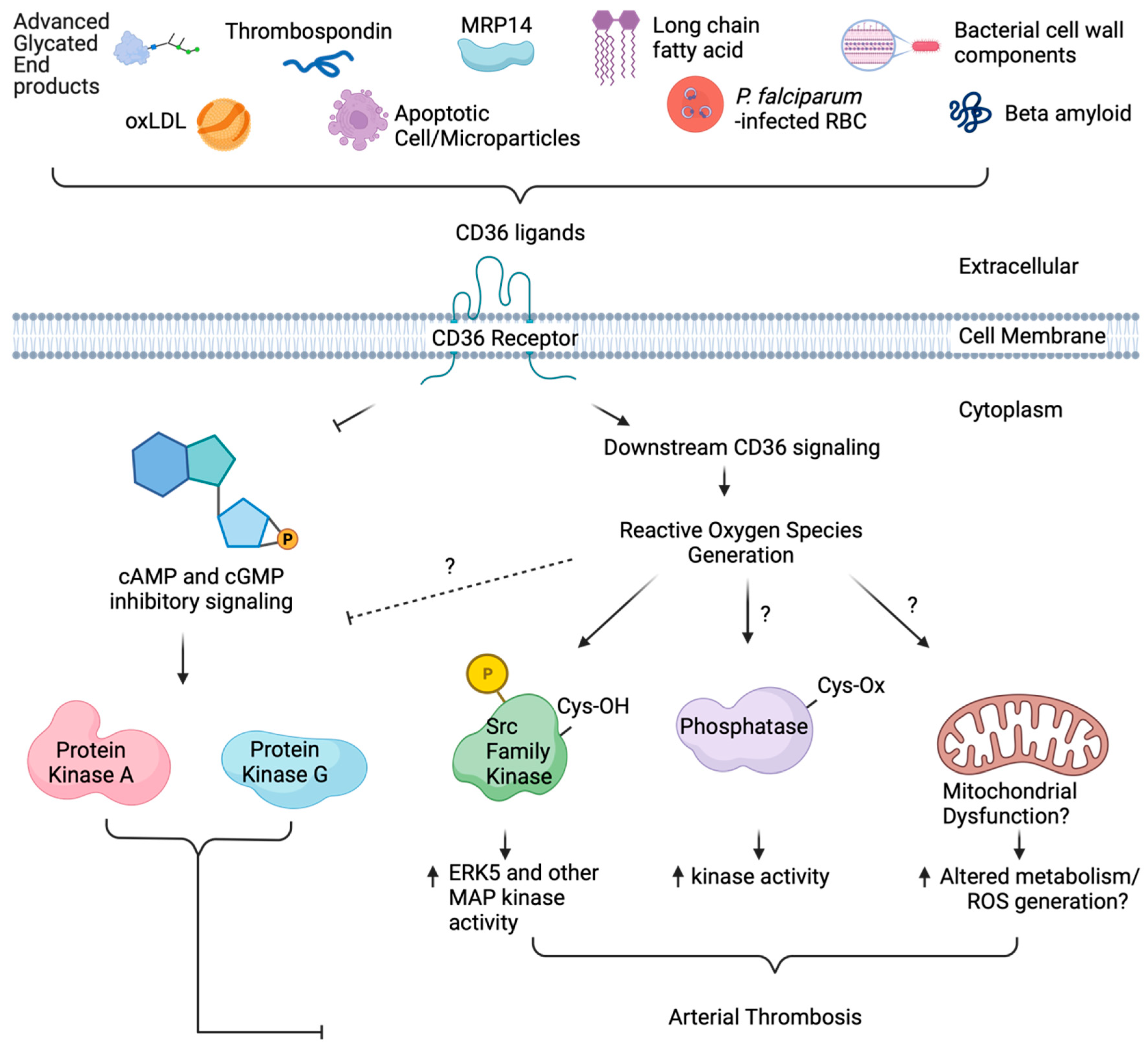 Antioxidants 13 00083 g003