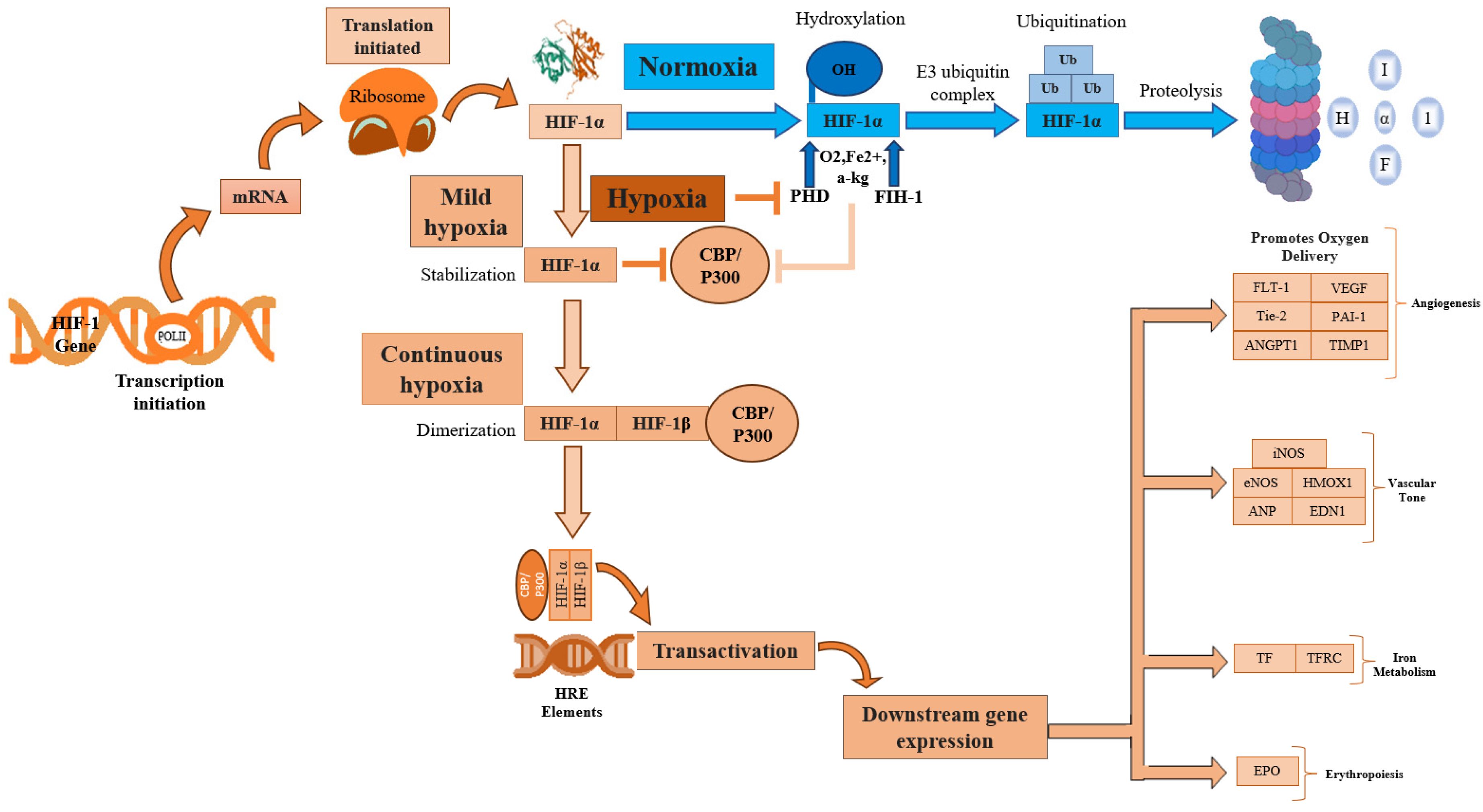 Antioxidants 13 00086 g002