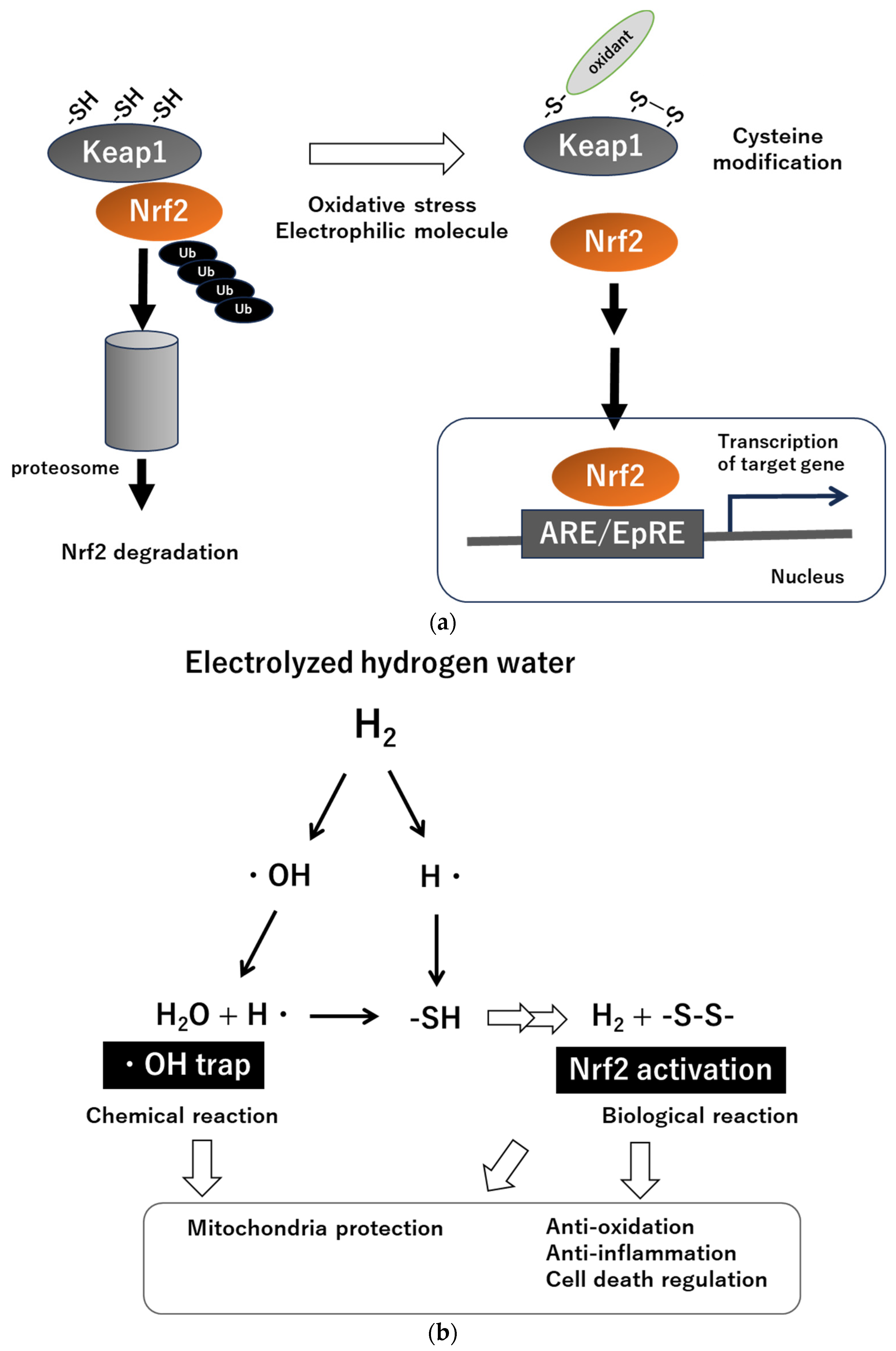 Antioxidants 13 00090 g001