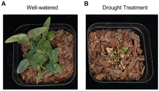 Antioxidants 13 00094 g001