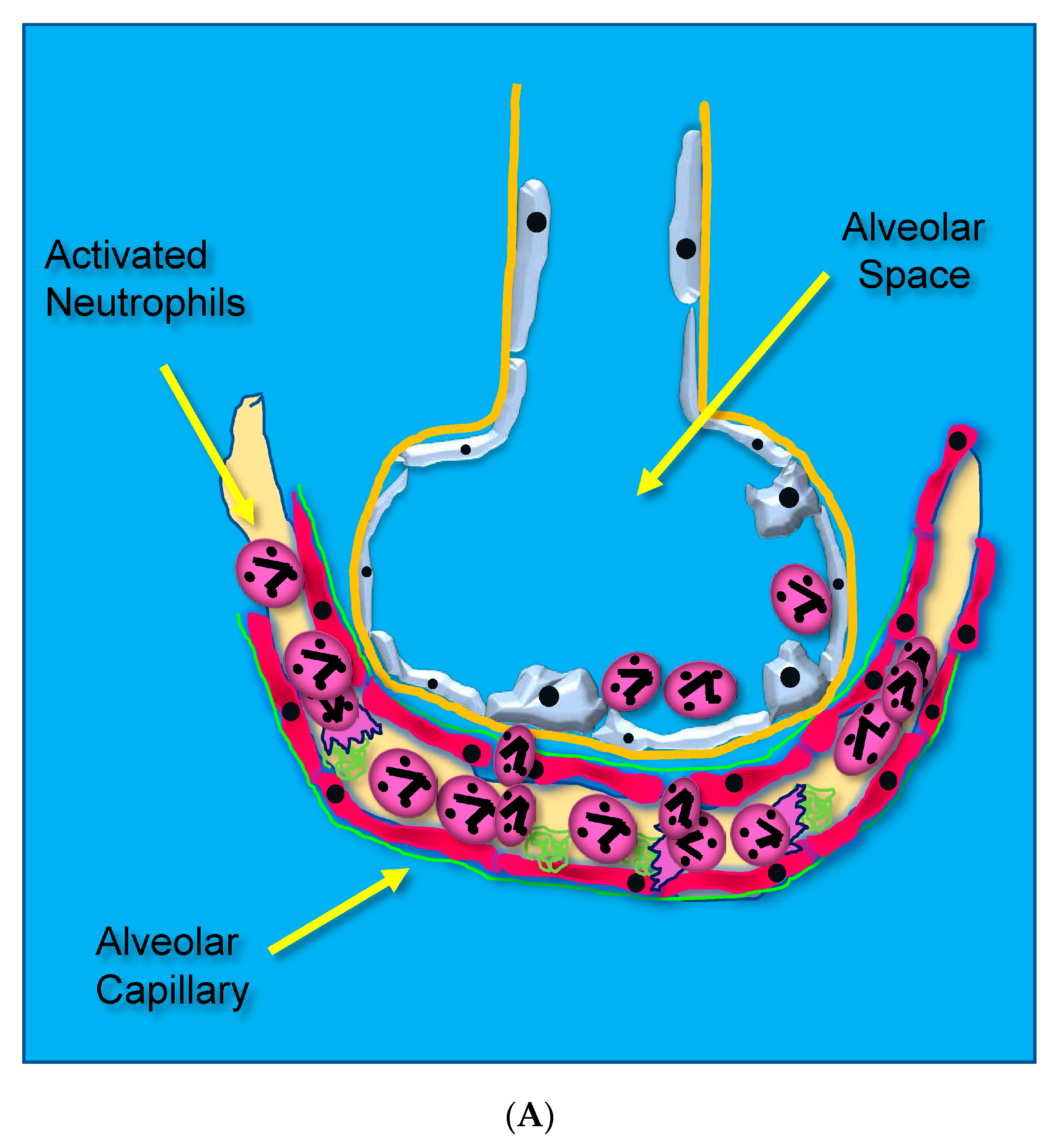 Antioxidants 13 00095 g001a