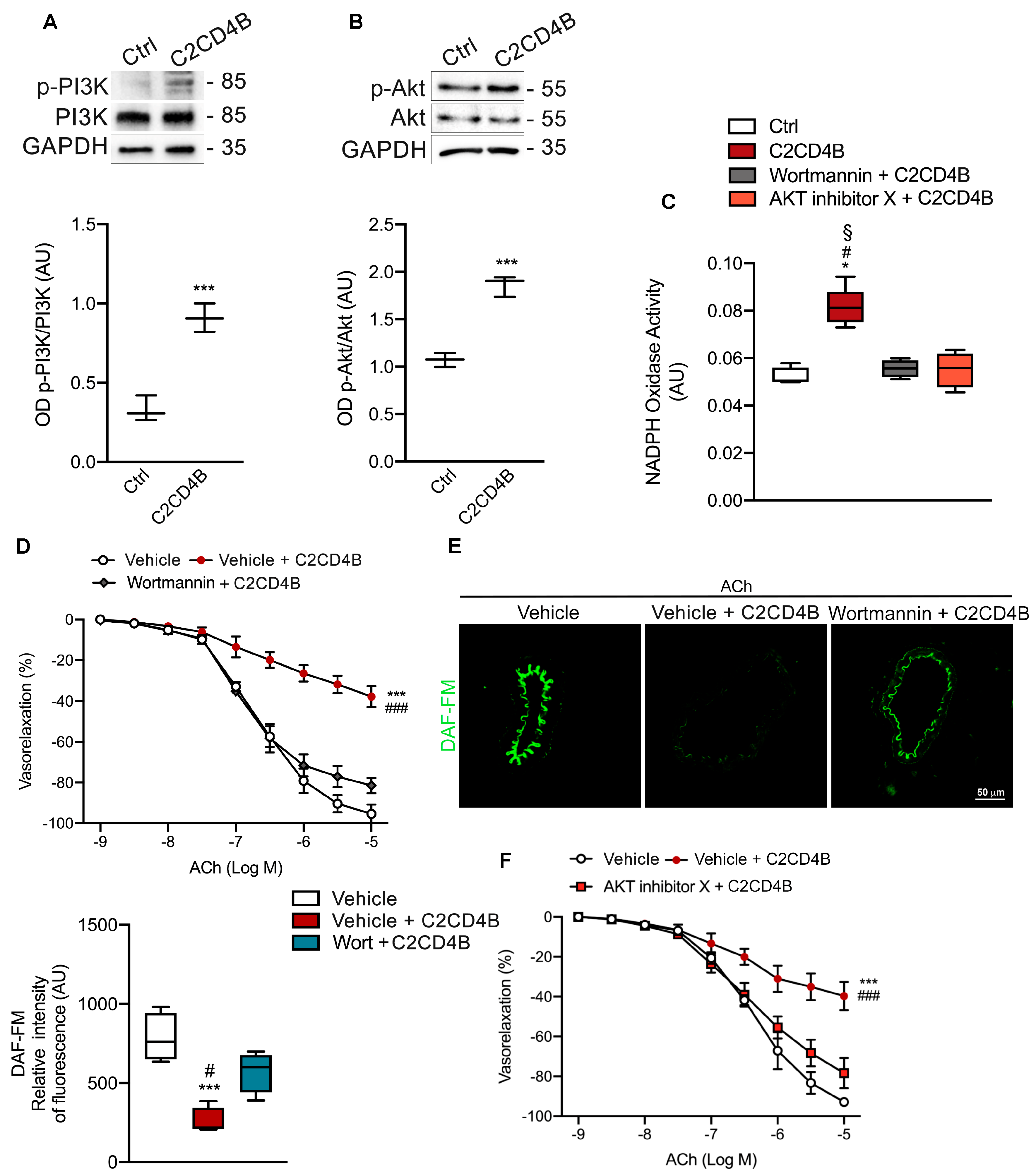 Antioxidants 13 00101 g003