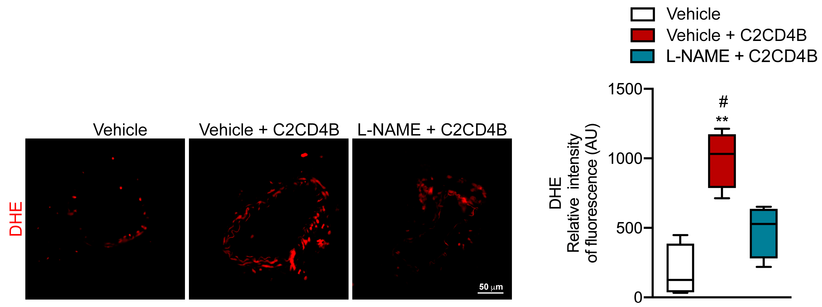 Antioxidants 13 00101 g004