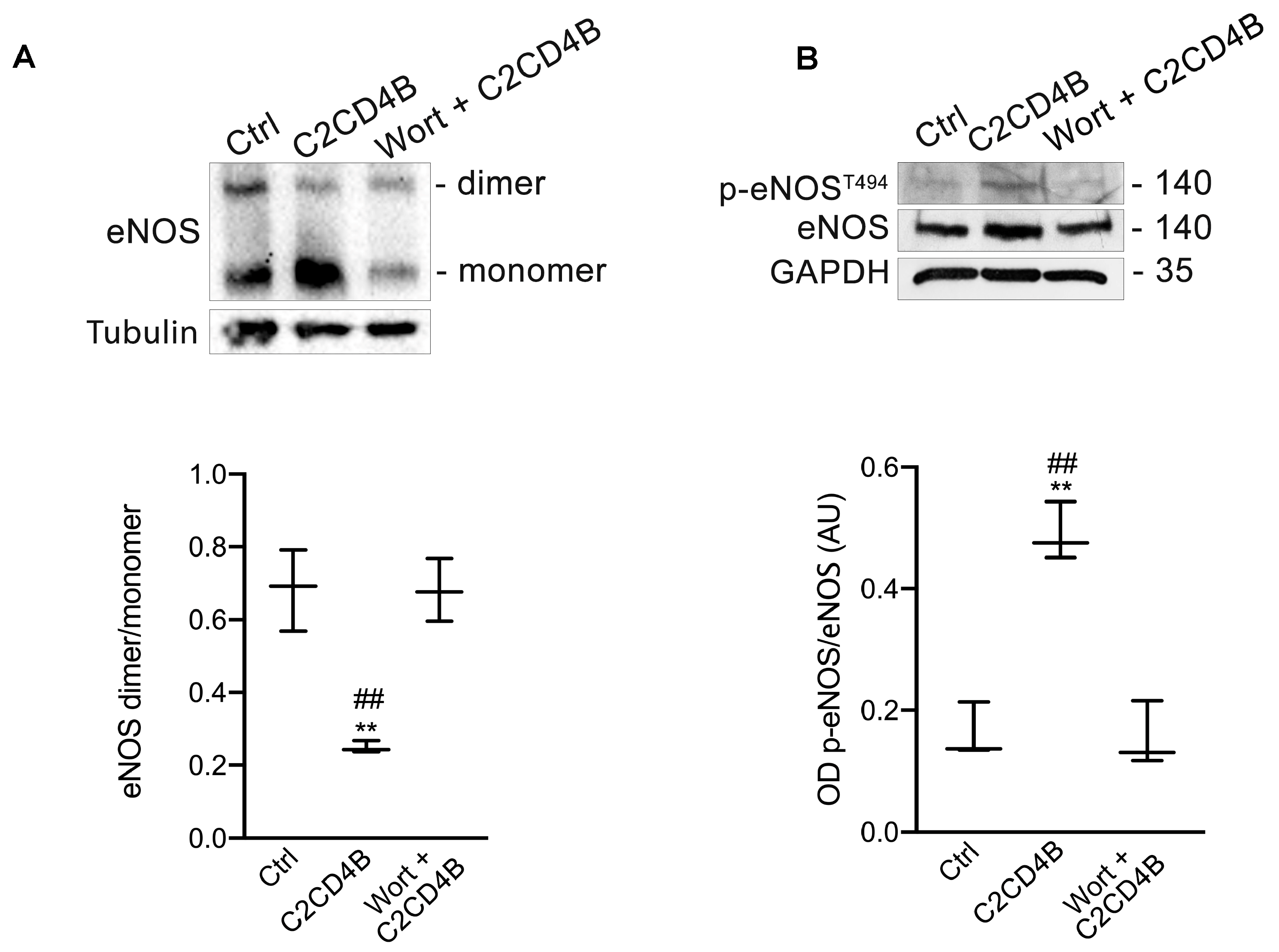 Antioxidants 13 00101 g005